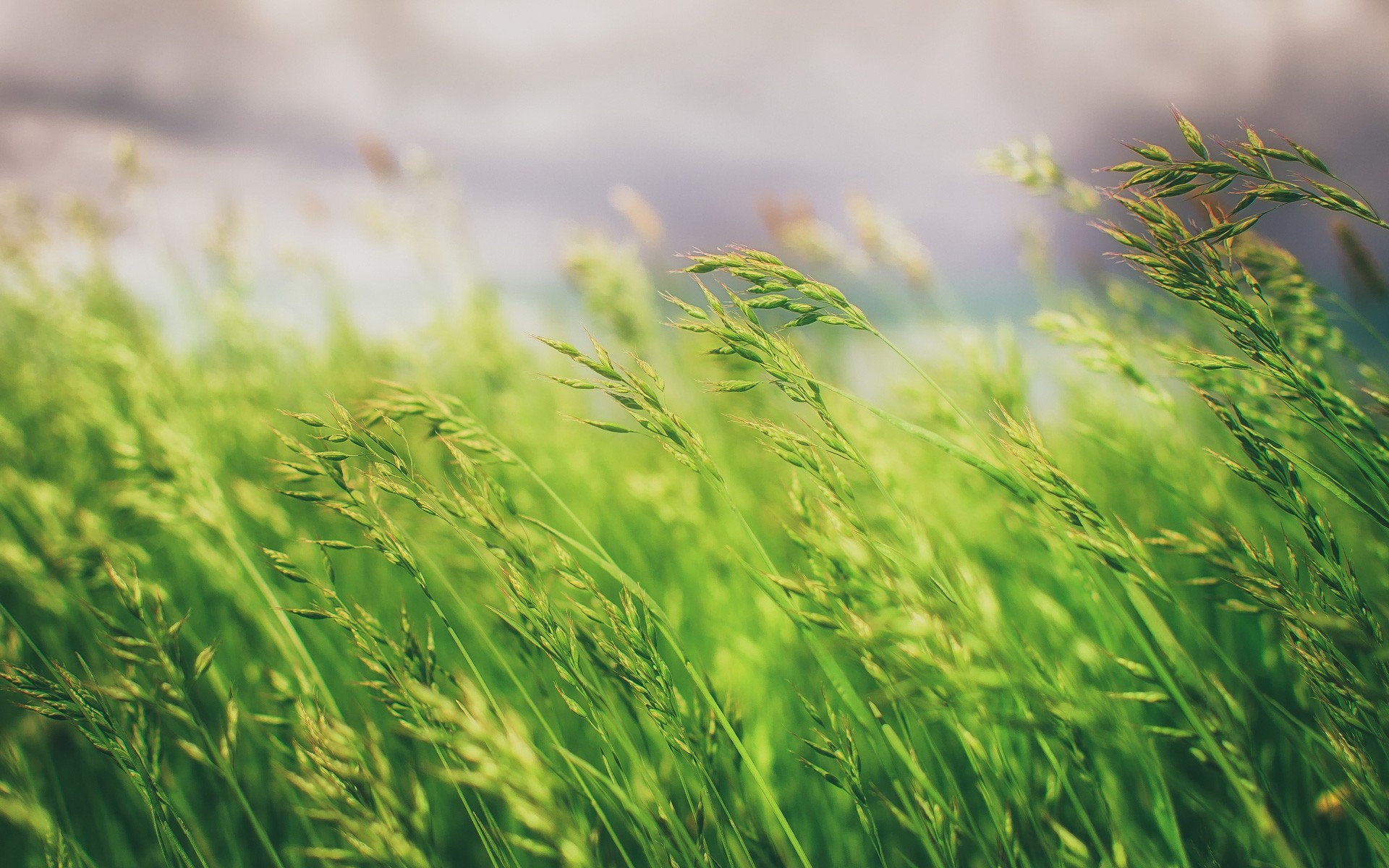 Grass field, 1280x1024 resolution, Captivating visuals, Nature's allure, 1920x1200 HD Desktop
