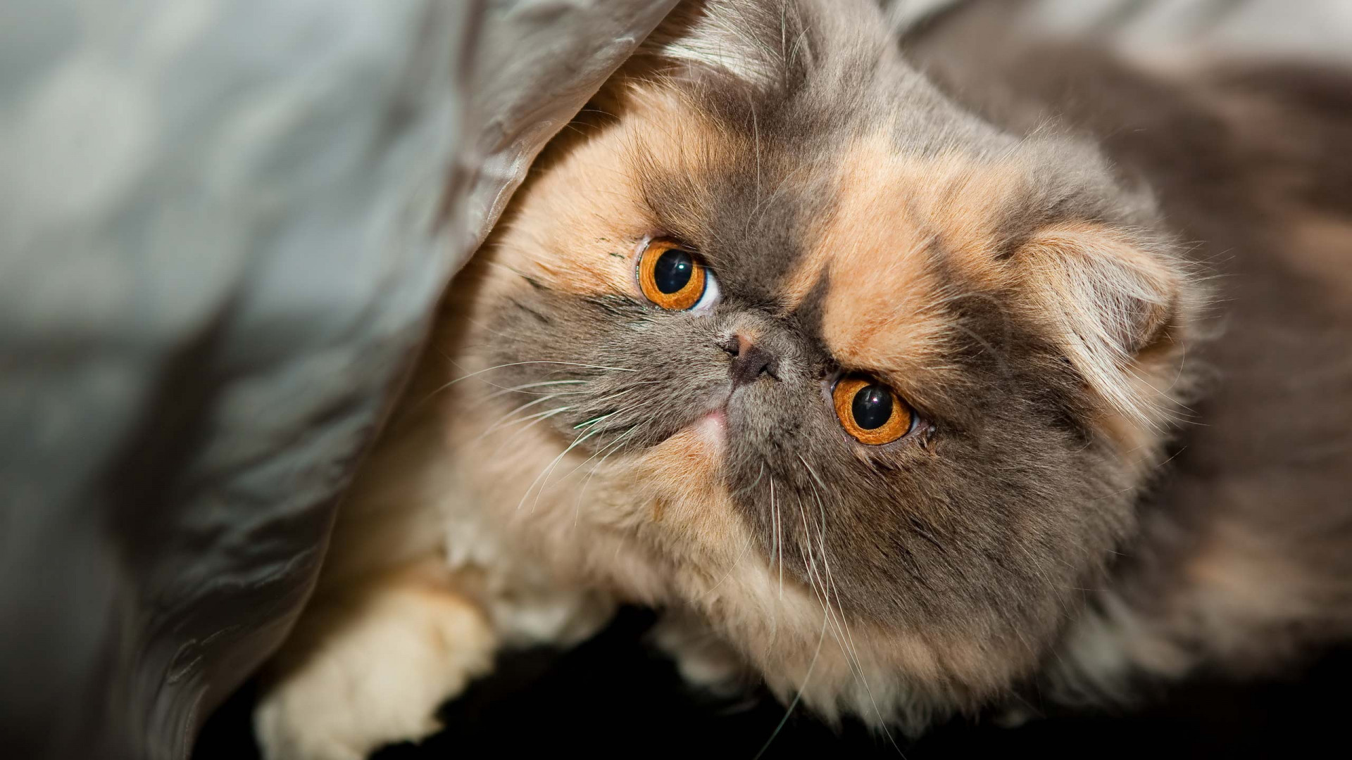 Exotic Shorthair Cat: Their coat is short, yet slightly longer than lengths generally seen in other shorthaired cats. 1920x1080 Full HD Background.