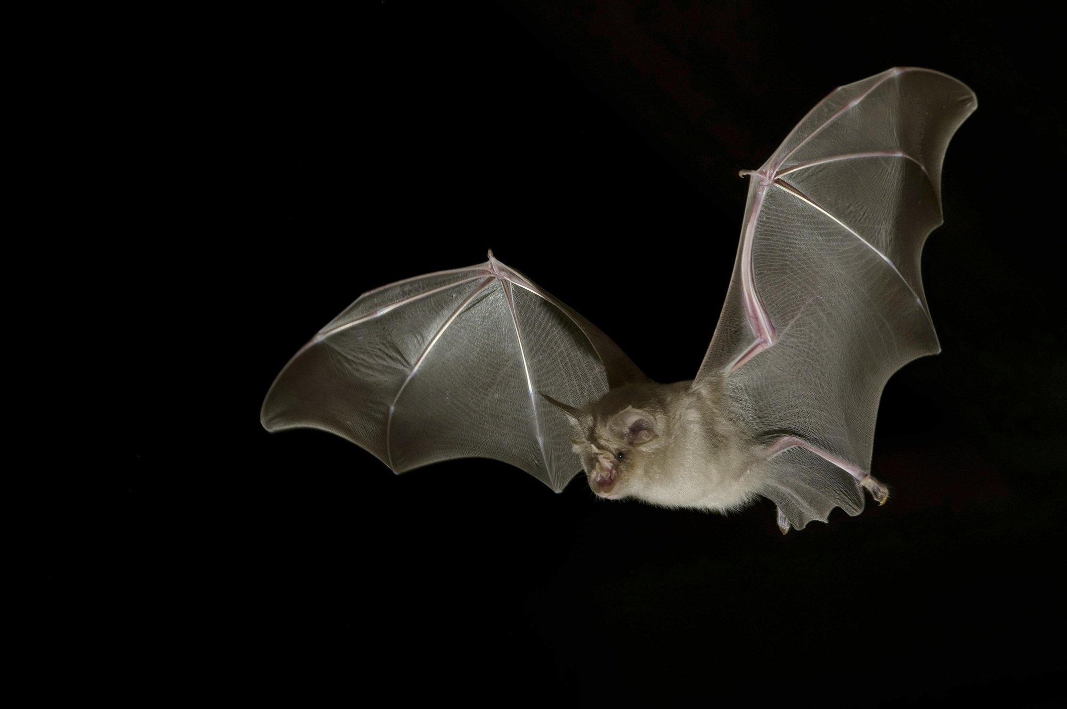 Laos cave bats, Similar coronaviruses, SARS-CoV-2, Scientific discovery, 2130x1420 HD Desktop