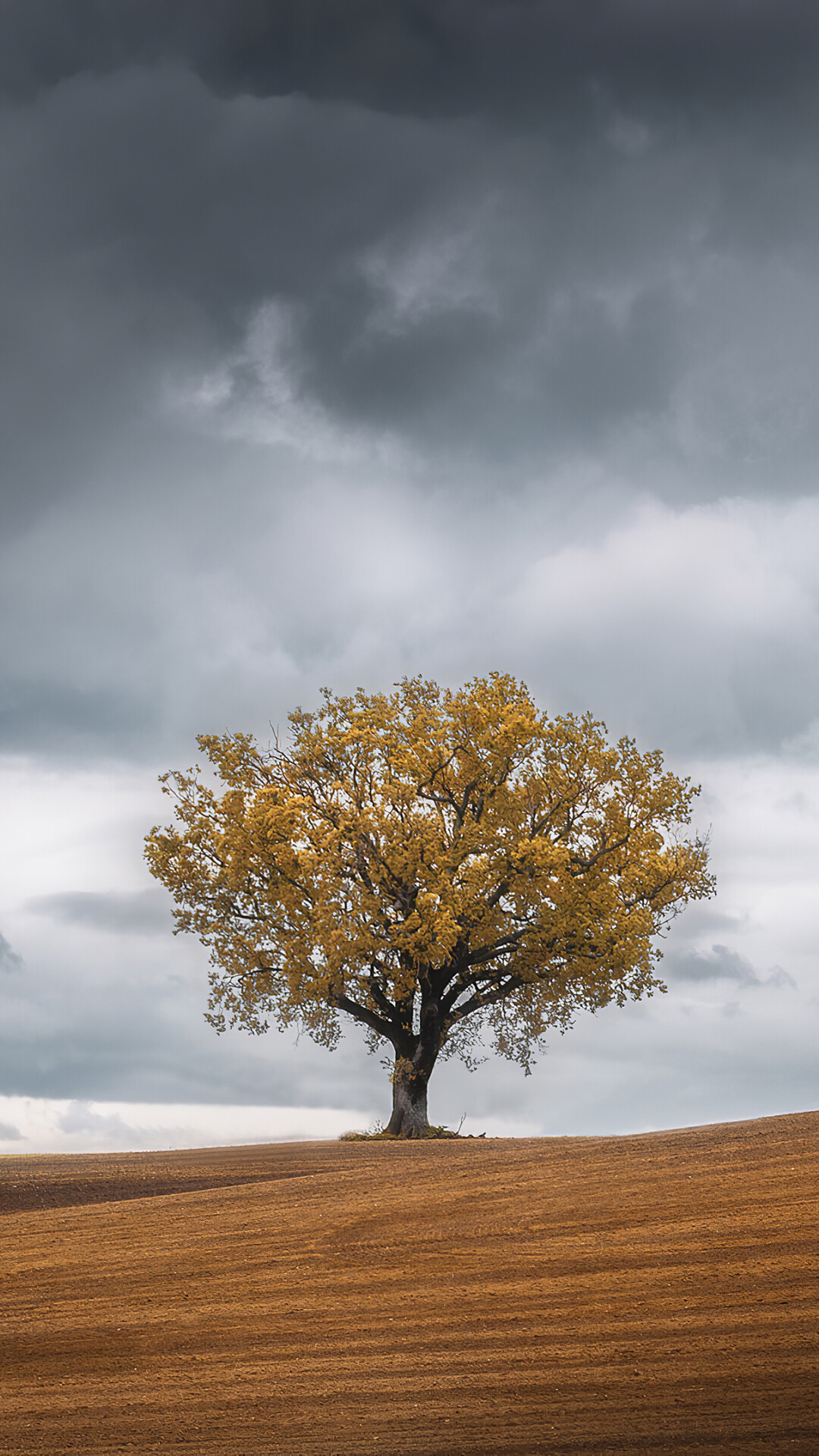 Tree landscape, 4K bliss, Serenity captured, Picture-perfect, 1080x1920 Full HD Phone