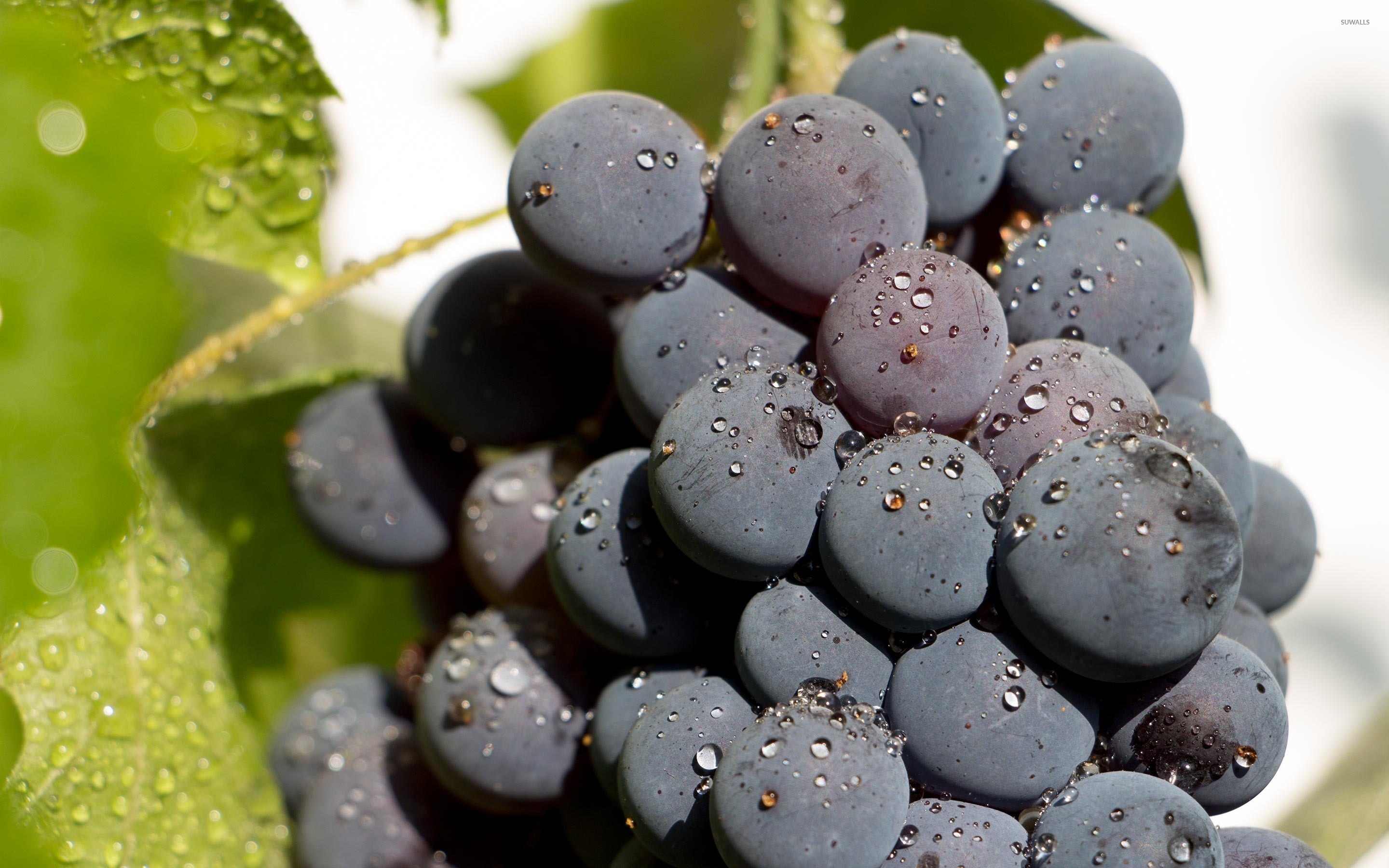 Grapes: Provide both fiber and potassium, which are helpful in their support of heart function, including blood pressure. 2880x1800 HD Background.