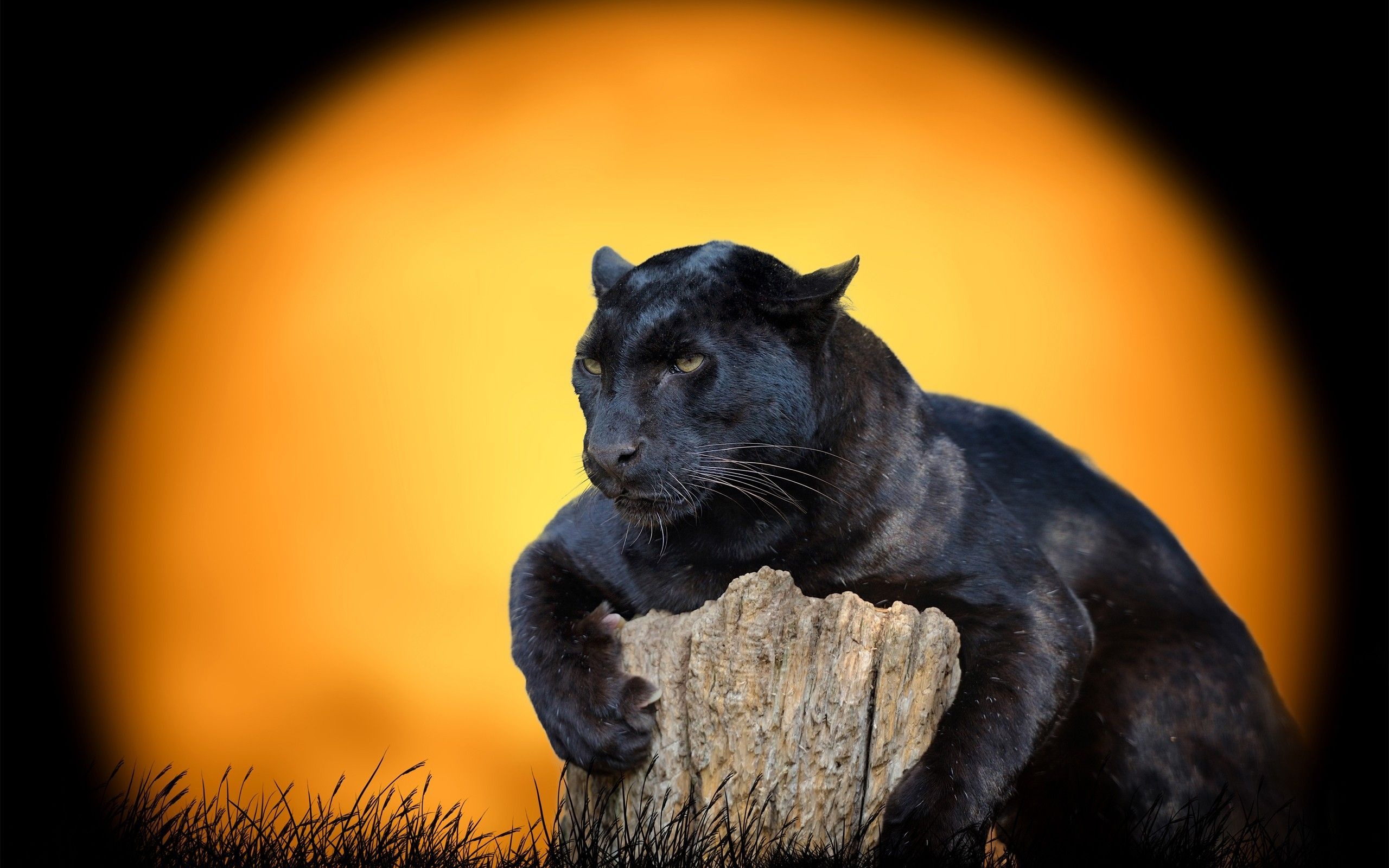 Black Panther (Animal): Jaguars of Central and South America, Black-furred, P. onca. 2560x1600 HD Wallpaper.