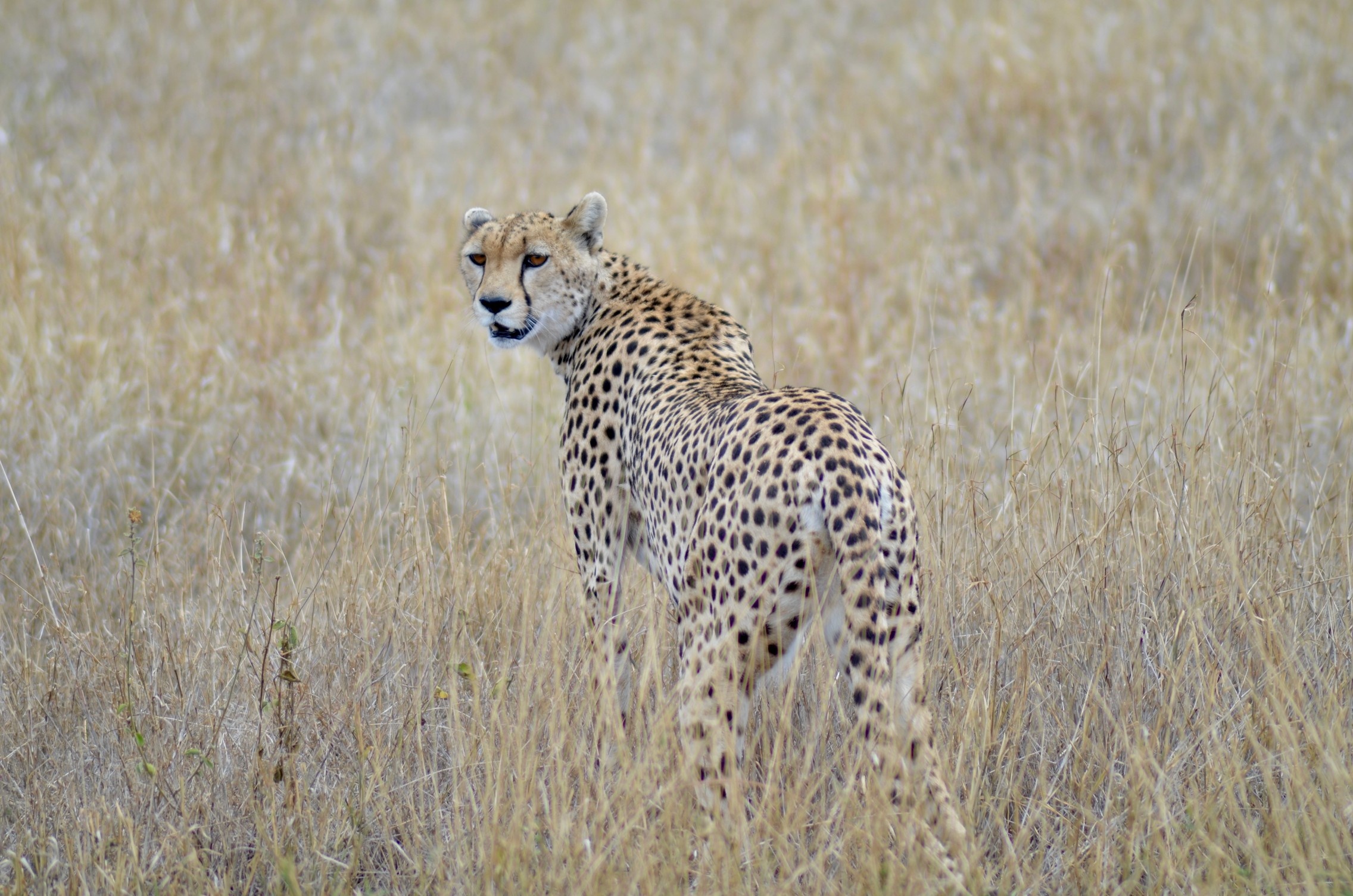 Serengeti National Park, Wildlife migration, African savannah, Tanzania, 2280x1510 HD Desktop