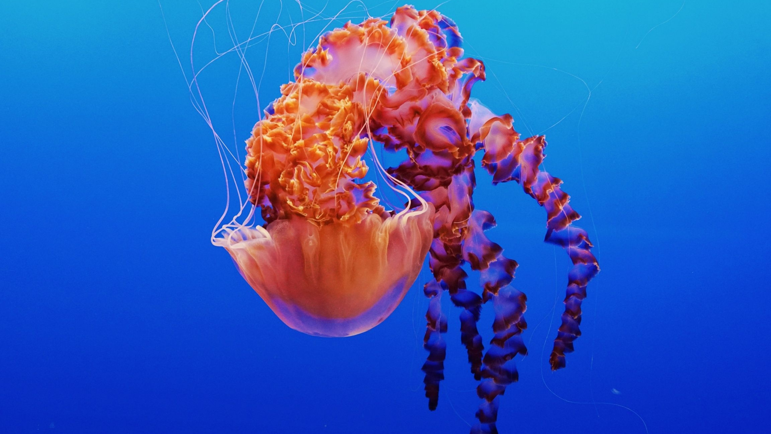 Exquisite jellyfish, Desktop favorites, Wallpaper treasures, Jellyfish desktop wallpapers, 2560x1440 HD Desktop