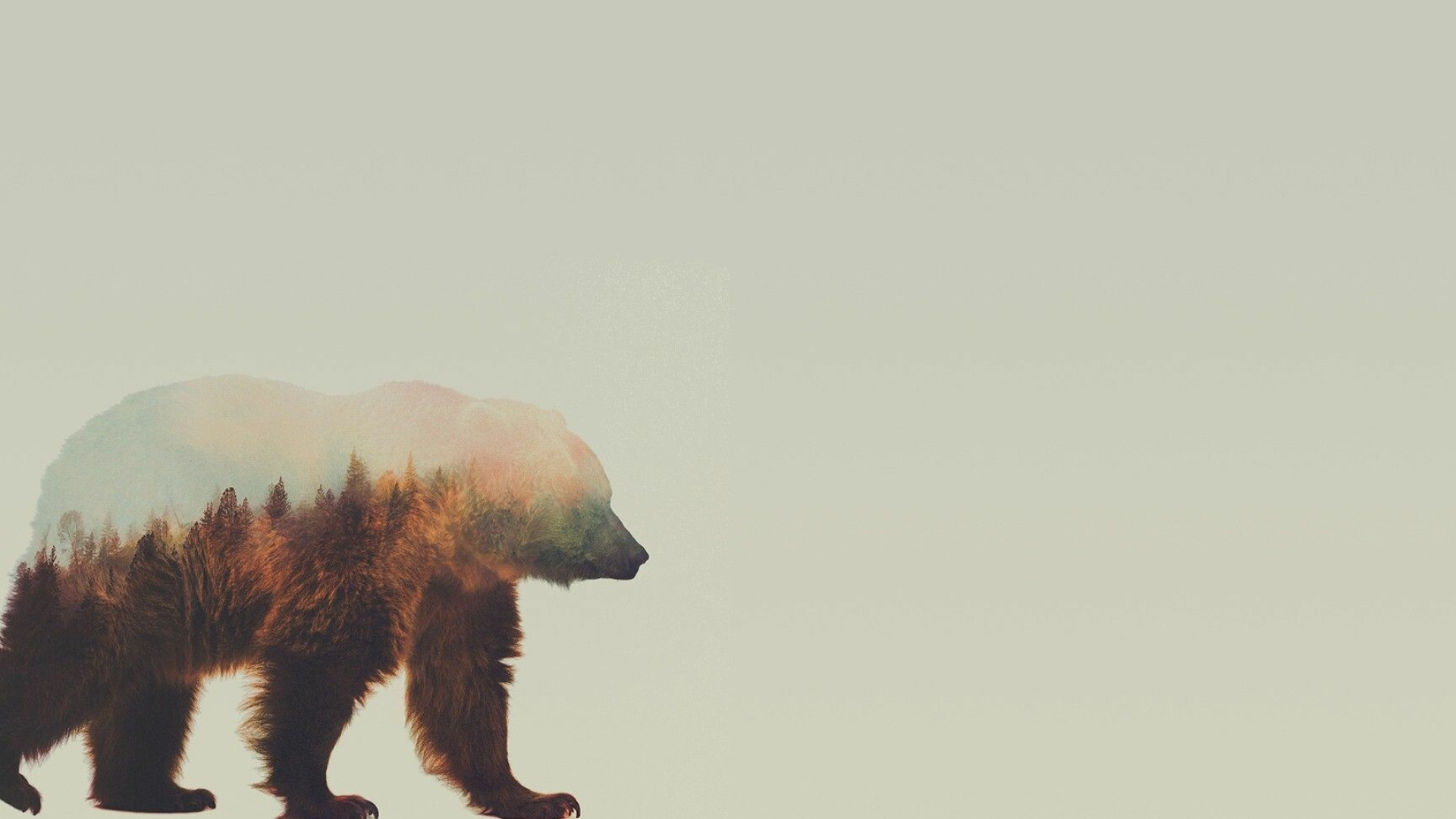 Bear: A large, stocky animal with thick, fluffy fur. 1920x1080 Full HD Wallpaper.