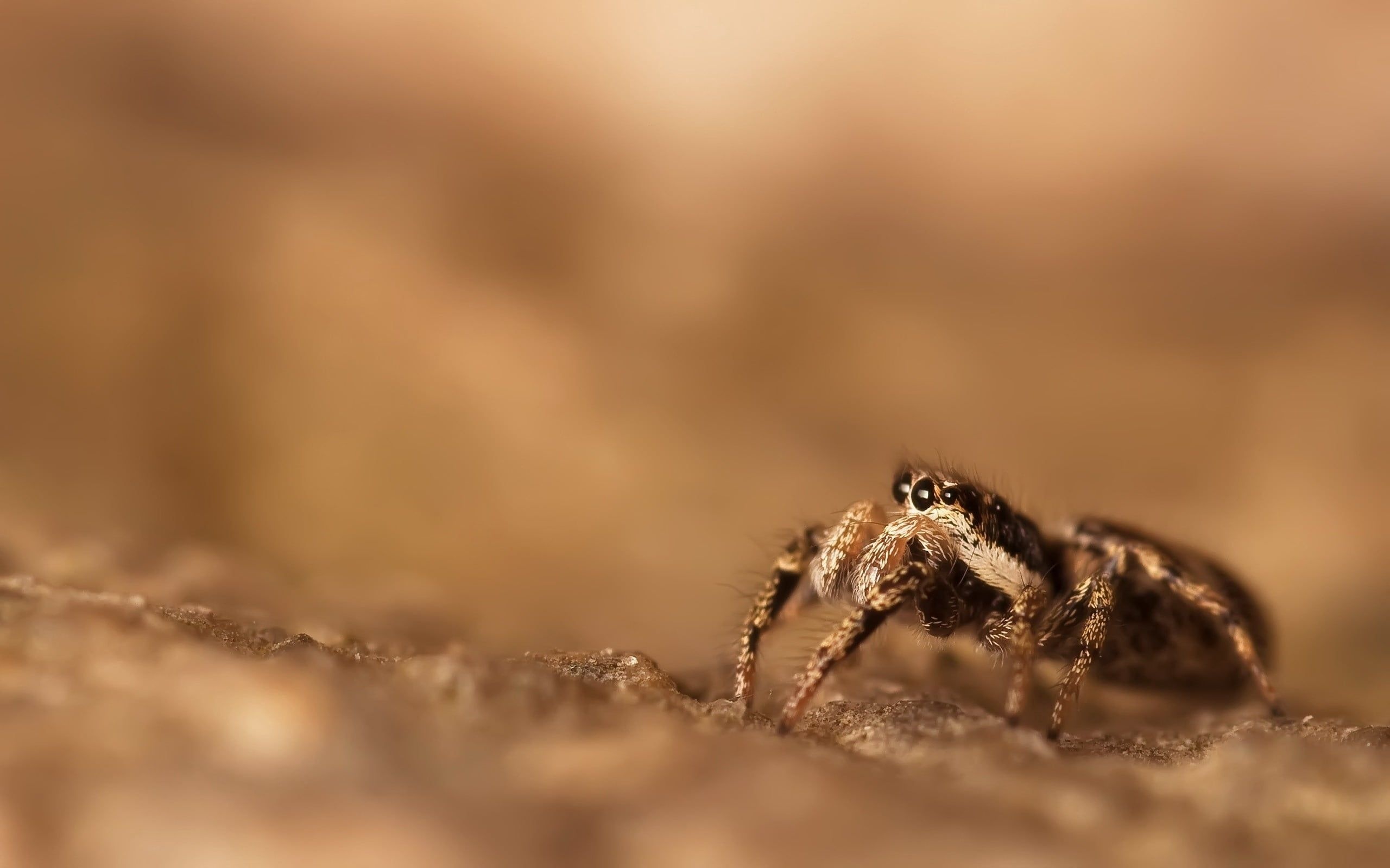 Brown spider wallpaper, Spider insect, Surface glare, Animal close-up, 2560x1600 HD Desktop