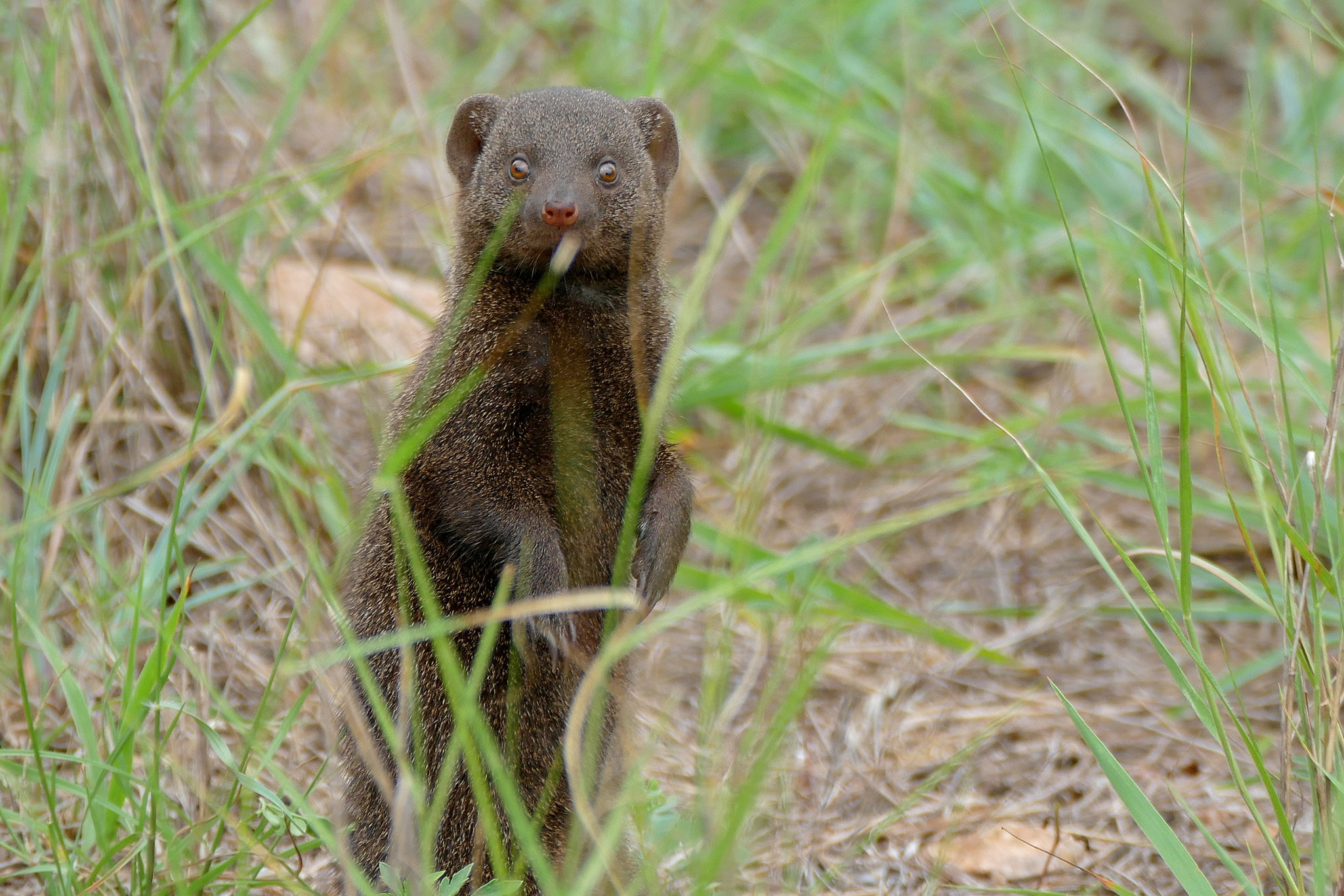 Mongoose, Polluting mongoose ears, Nature's balance, Conservation efforts, 2050x1370 HD Desktop