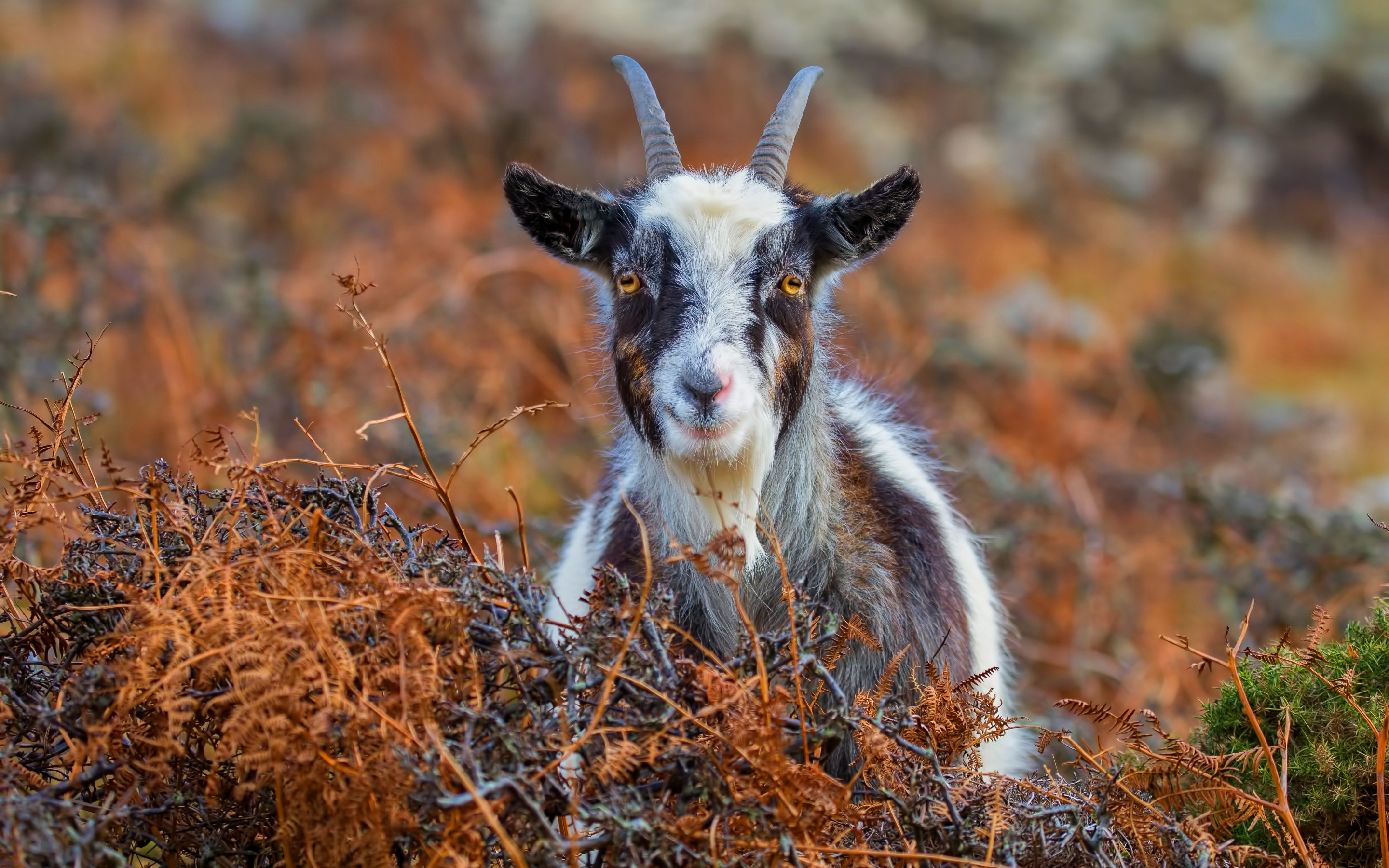 Autumn grass, Nature's smile, Happy goat, Serene beauty, 2880x1800 HD Desktop