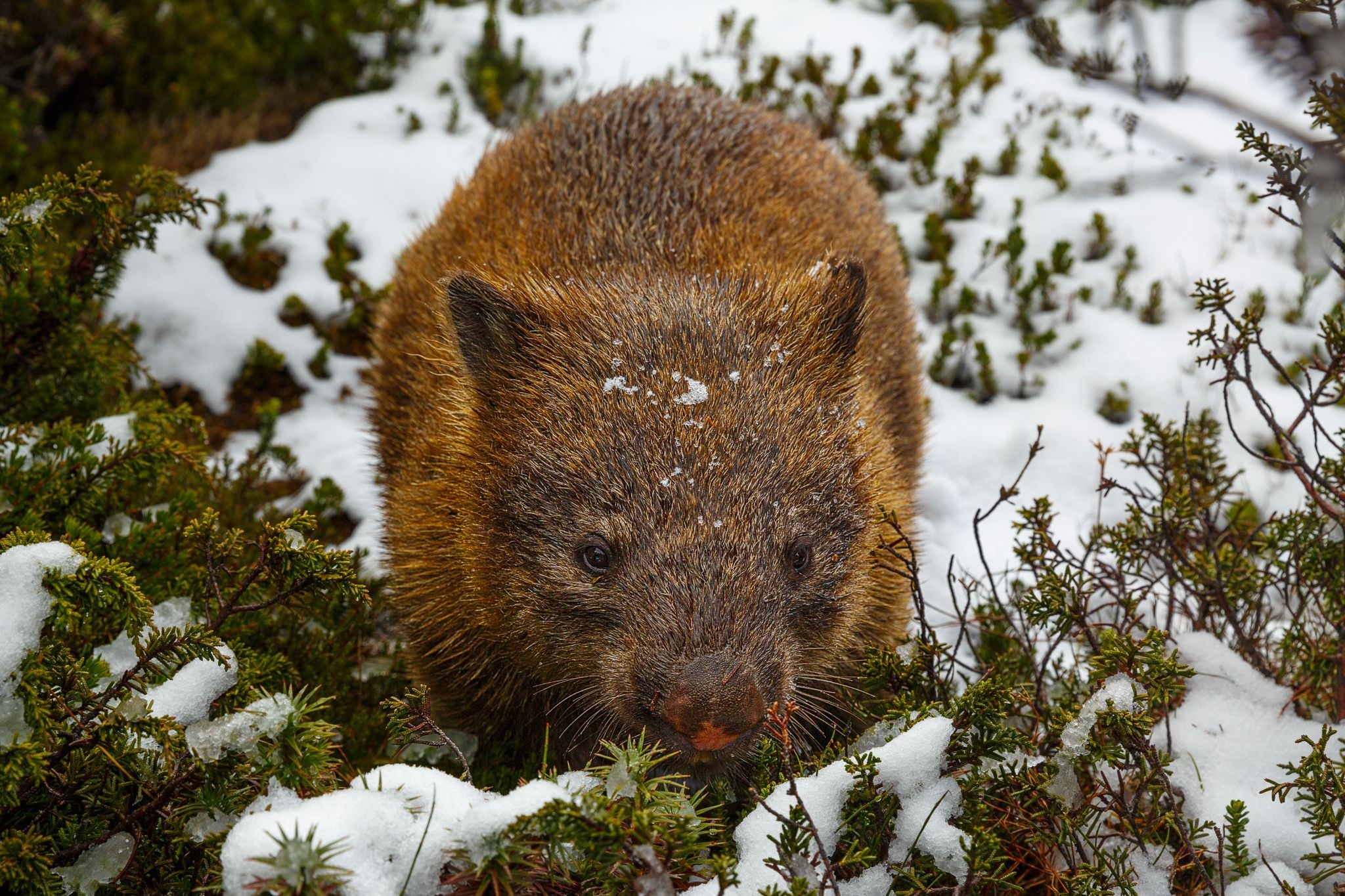 Wombat in snow, Australian animal, Wombat images, 2050x1370 HD Desktop