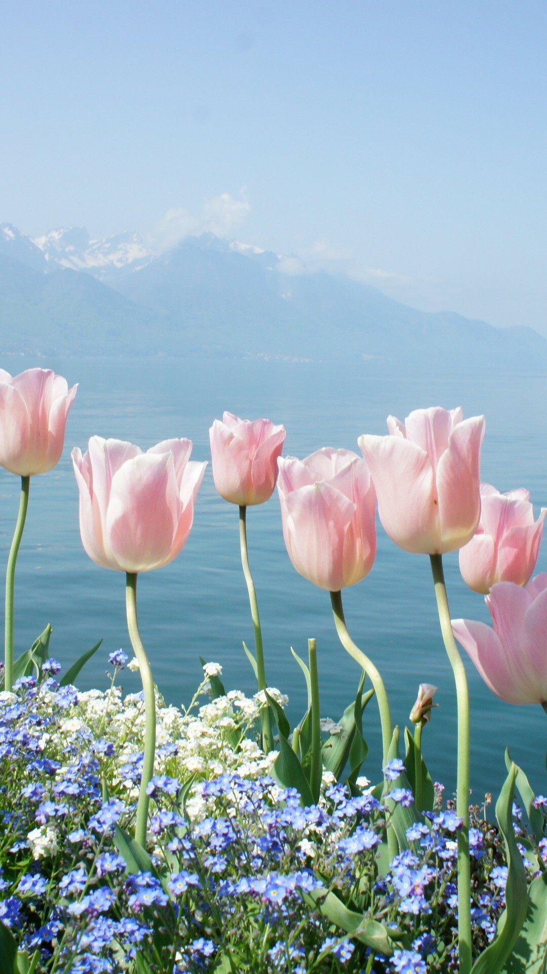 Spring: Tulip, Flowers, Nature, Flowering plants bloom at this time of year. 1080x1920 Full HD Wallpaper.