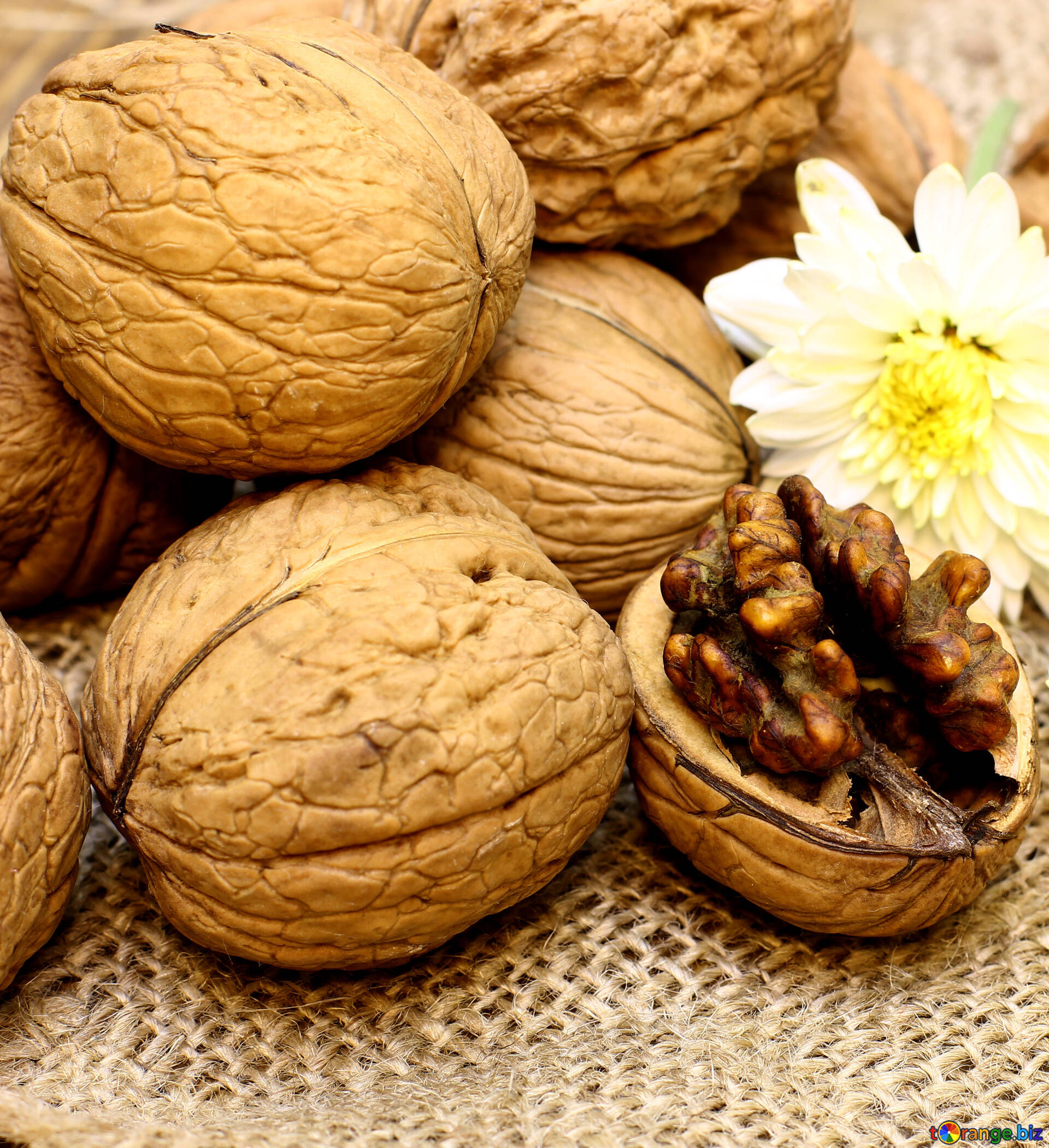 Walnuts, Edible plant, Nutty goodness, CC BY licensed images, 1920x2100 HD Phone
