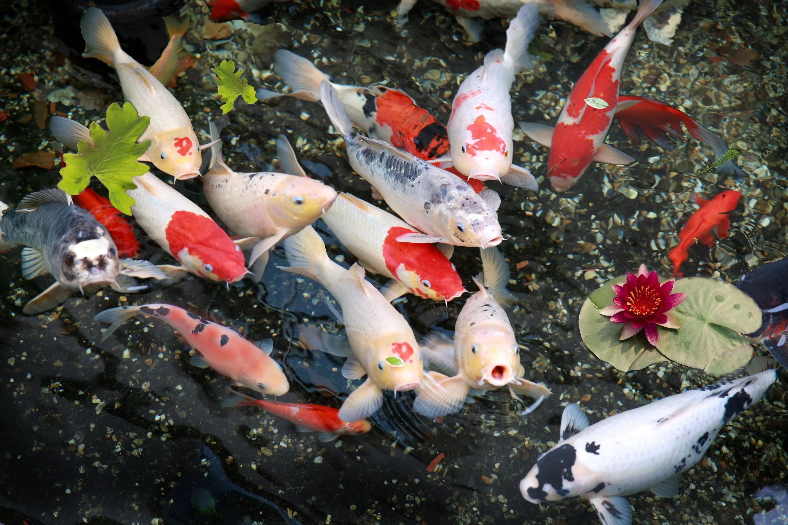 Koi fish pond wallpapers, Serene beauty, Tranquil oasis, Calmness, 2560x1710 HD Desktop