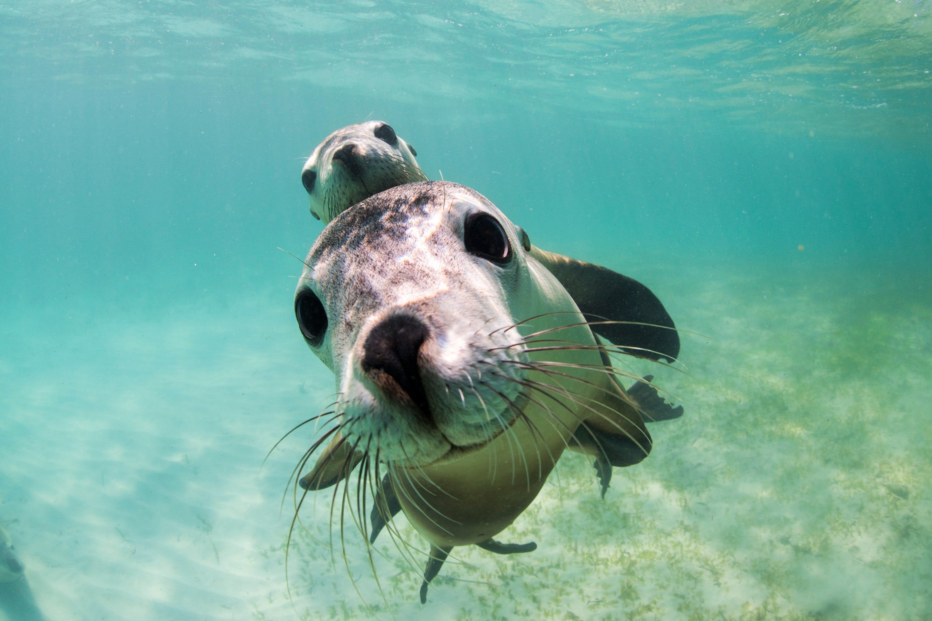 Sea lion tour experience, Western Australia tourism, Coastal wonders, Playful marine creatures, 3000x2000 HD Desktop