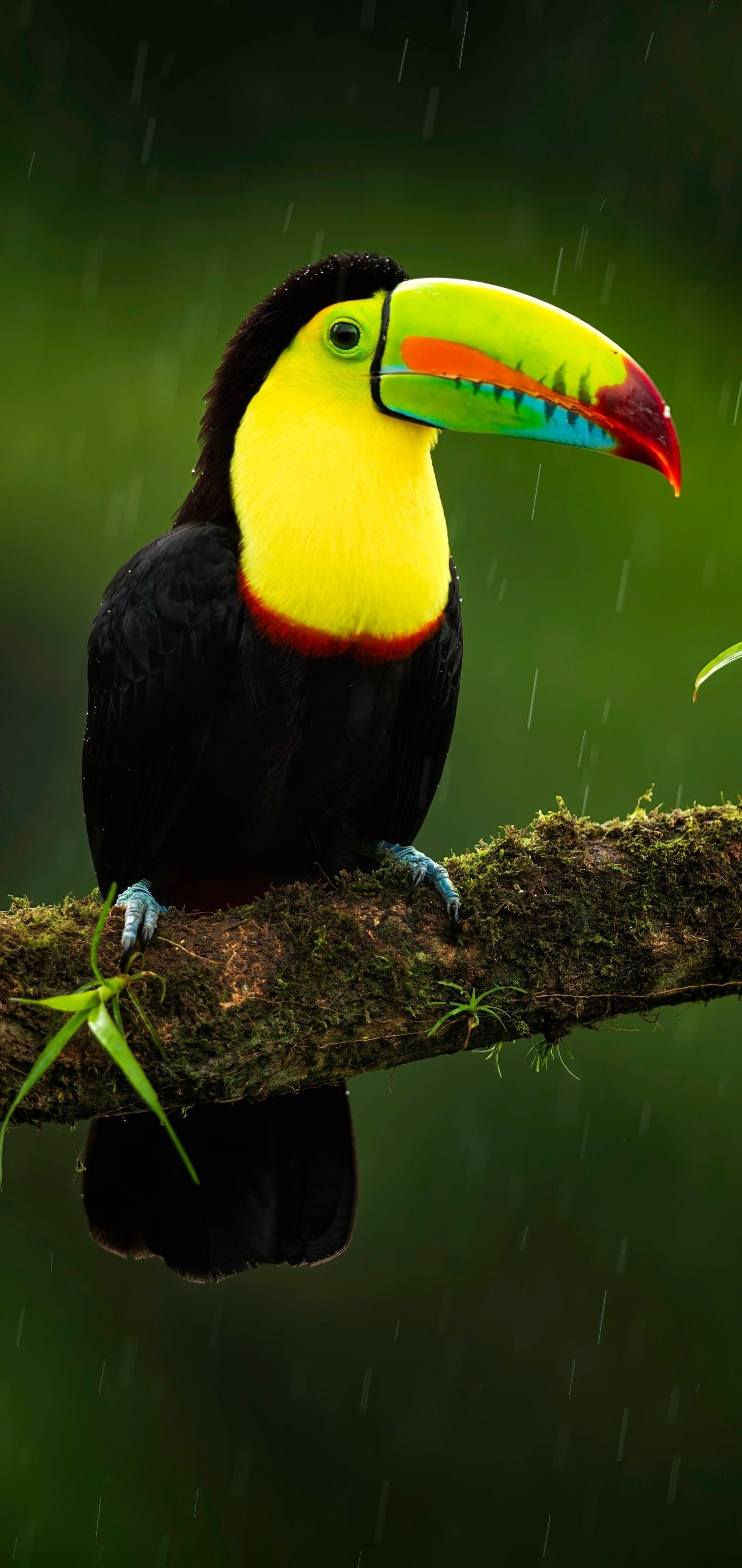 Unique animal, Tropical bird, Eye-catching beak, Wildlife photography, 1440x3040 HD Handy