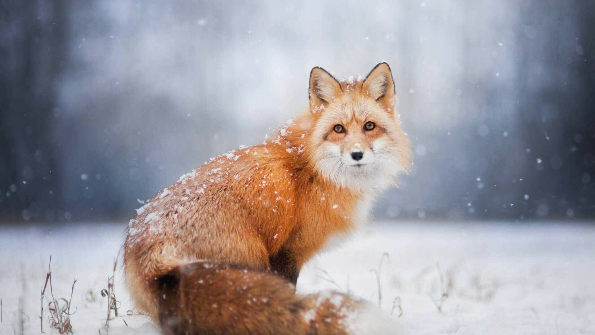 Fox: Wild animal, Can be found across the entire Northern Hemisphere. 1920x1080 Full HD Background.