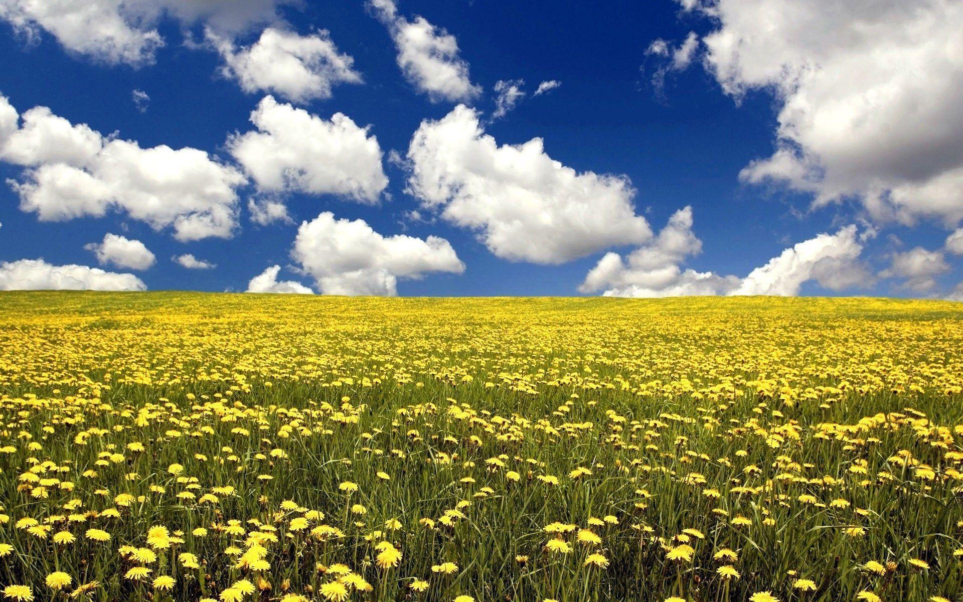 Flower Field: Dandelion, Found throughout temperate regions in the Northern Hemisphere, Plant. 1920x1200 HD Wallpaper.