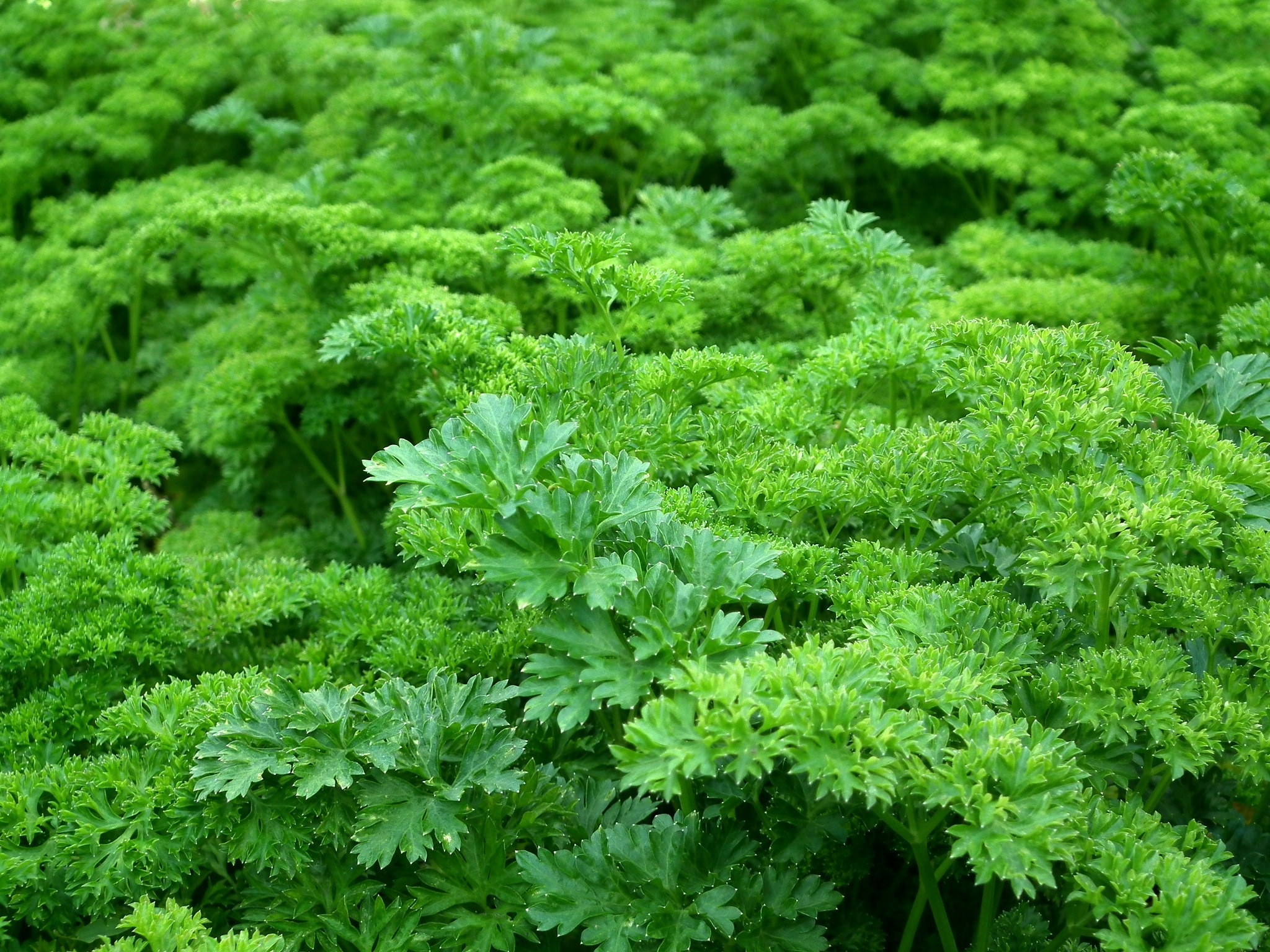 Parsley herb, Green and healthy, Herb produce, Leafy vegetables, 2050x1540 HD Desktop