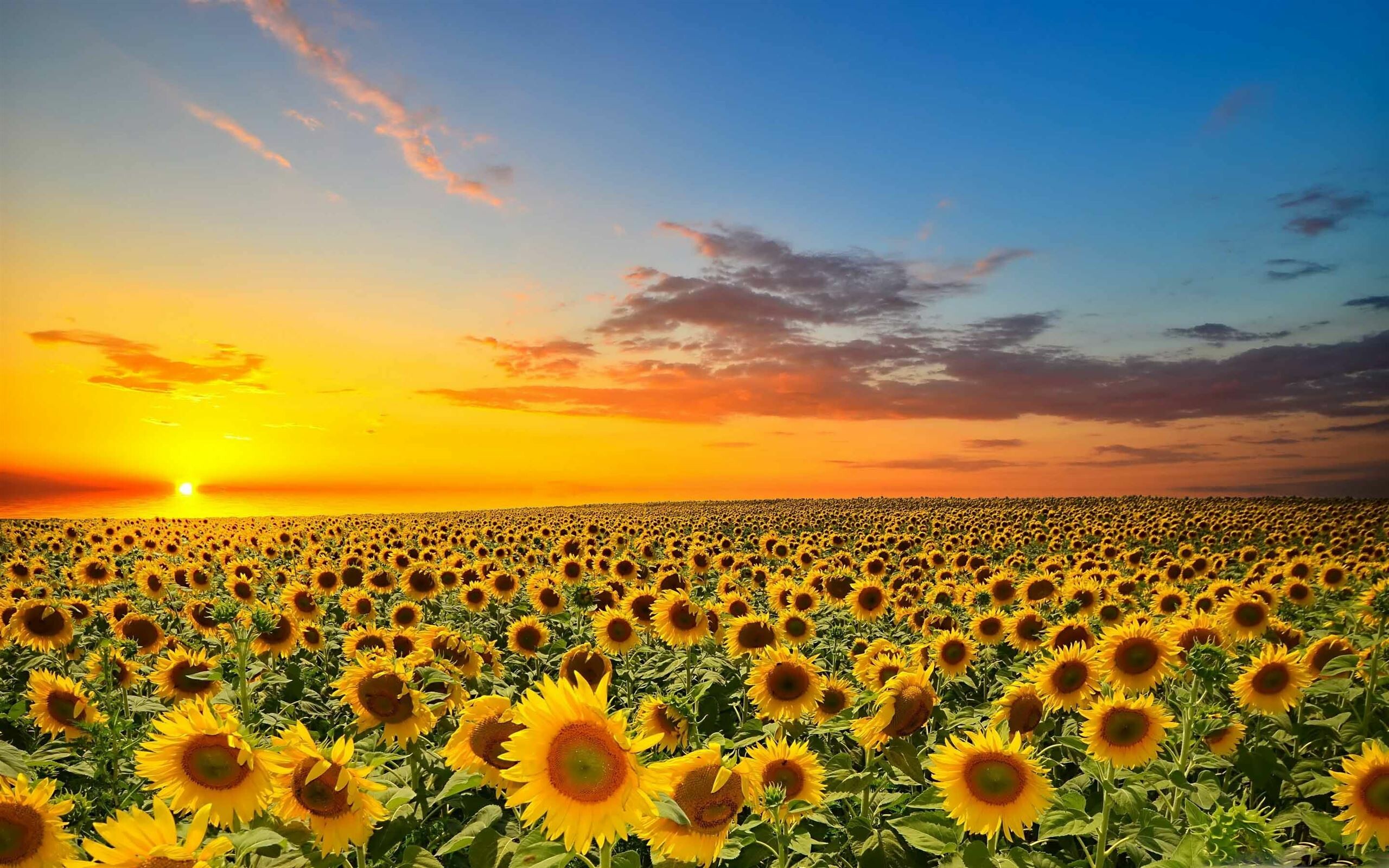 Sunflower: Sunset Over Sunflowers Field, Natural environment. 2560x1600 HD Background.