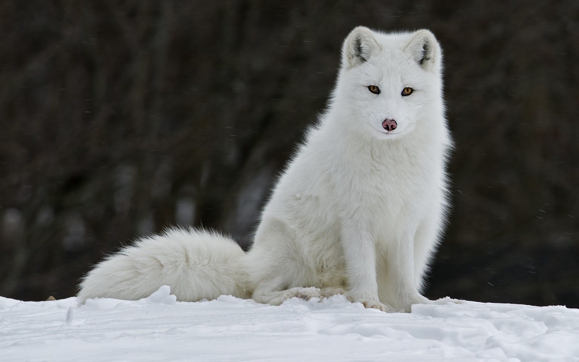 Snowy fox, Captivating wallpapers, Winter vibes, Majestic creature, 1920x1200 HD Desktop