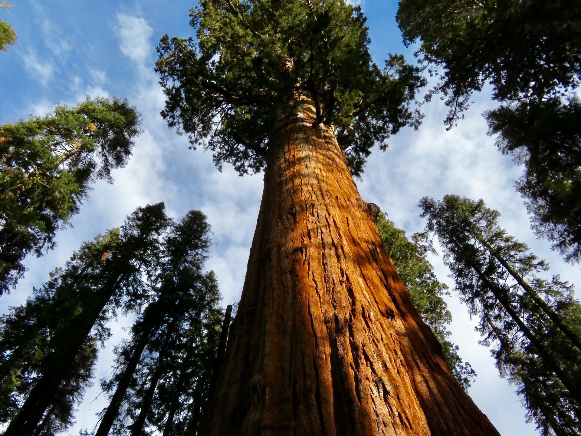 World's tallest trees, Record-breaking wonders, Botanical champions, Environmental role models, 1920x1440 HD Desktop