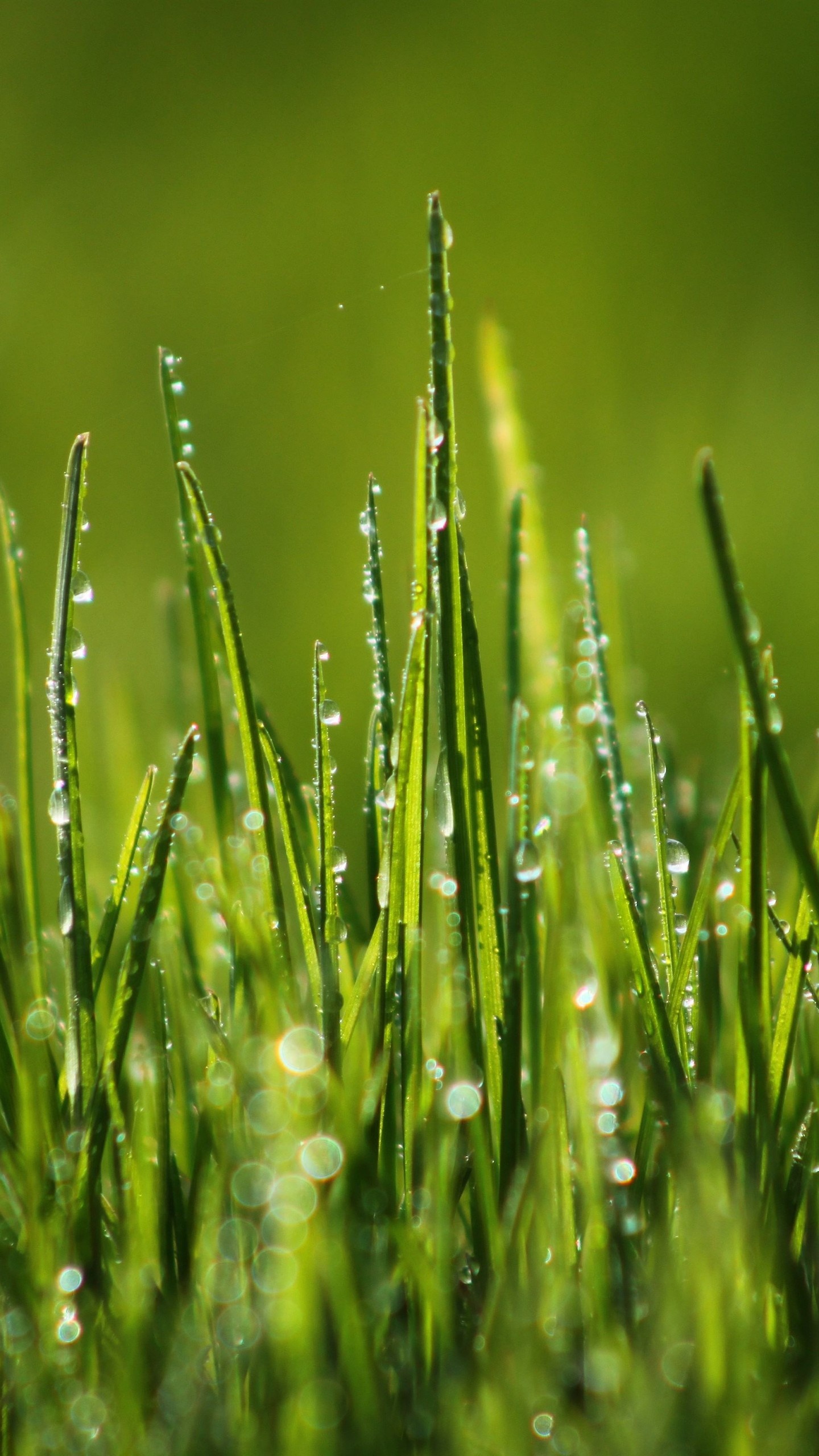 Green grass, Field dew, Natural beauty, Refreshing nature, 1440x2560 HD Phone
