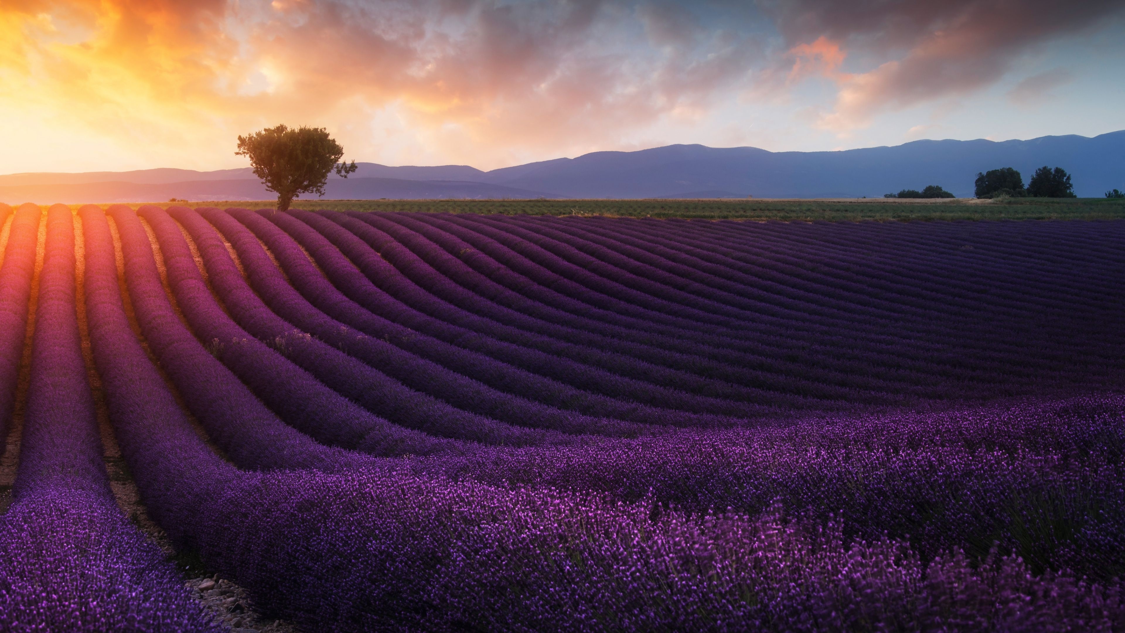 Farm: Lavender filed, Provence, Mediterranean region. 3840x2160 4K Wallpaper.