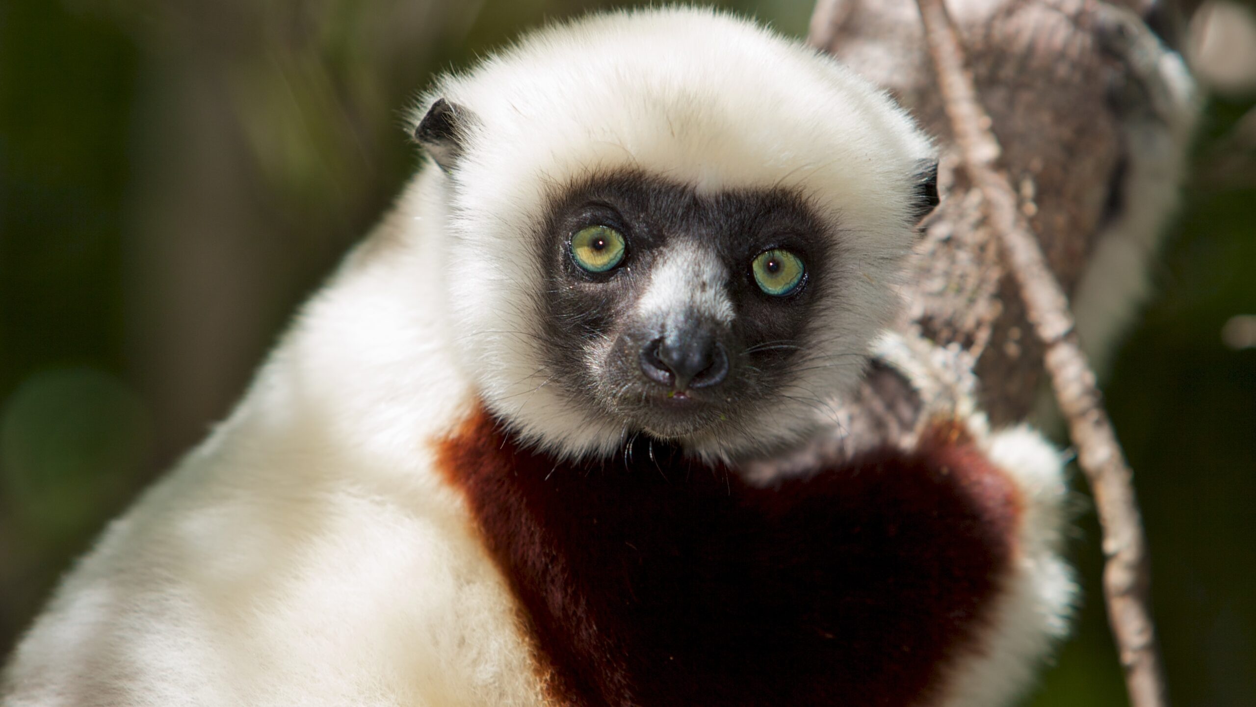 SOS Lemurs, IUCN SOS program, Lemur conservation, Primate protection, 2560x1450 HD Desktop