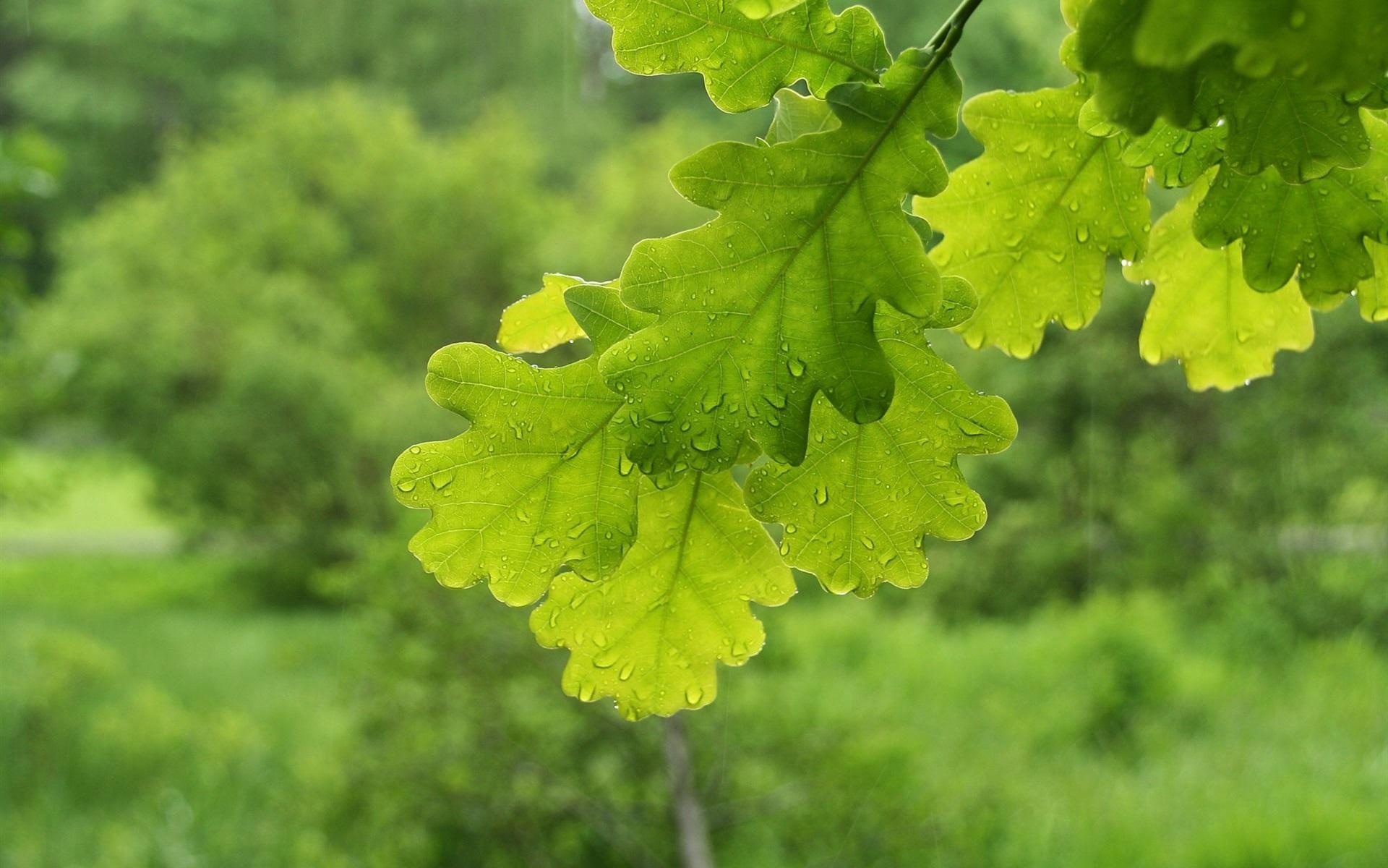 Oak leaf patterns, Nature's artwork, Delicate designs, Leaf backgrounds, 1920x1200 HD Desktop
