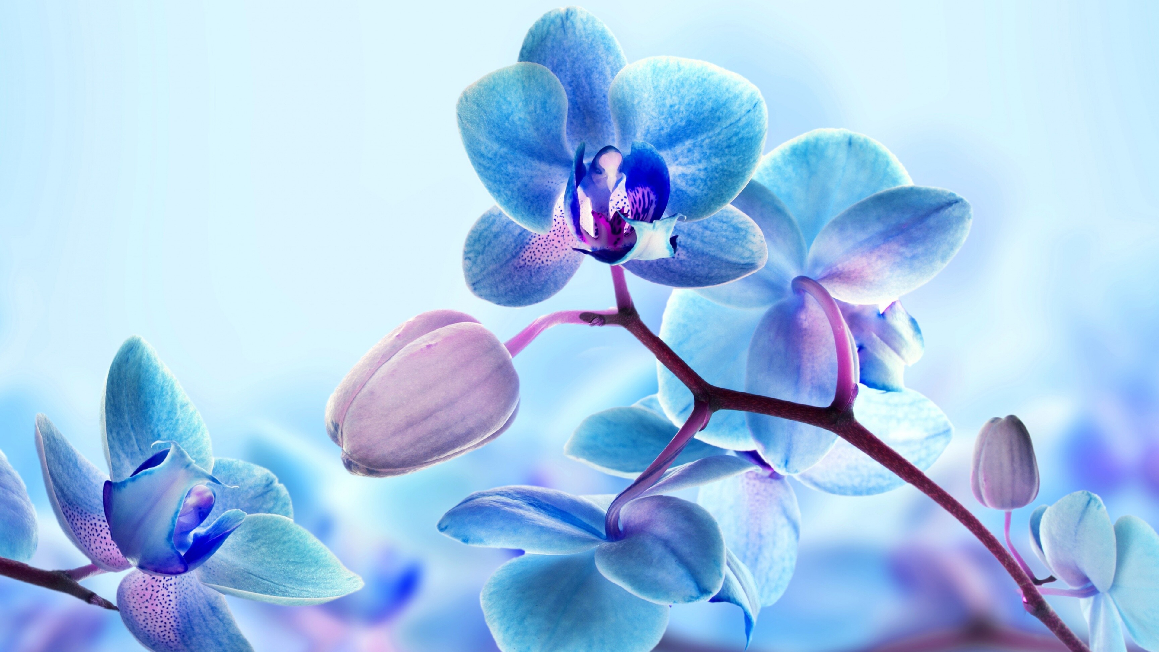 Orchid: A diverse and widespread group of flowering plants with blooms that are often colorful and fragrant, Orchids. 3840x2160 4K Background.