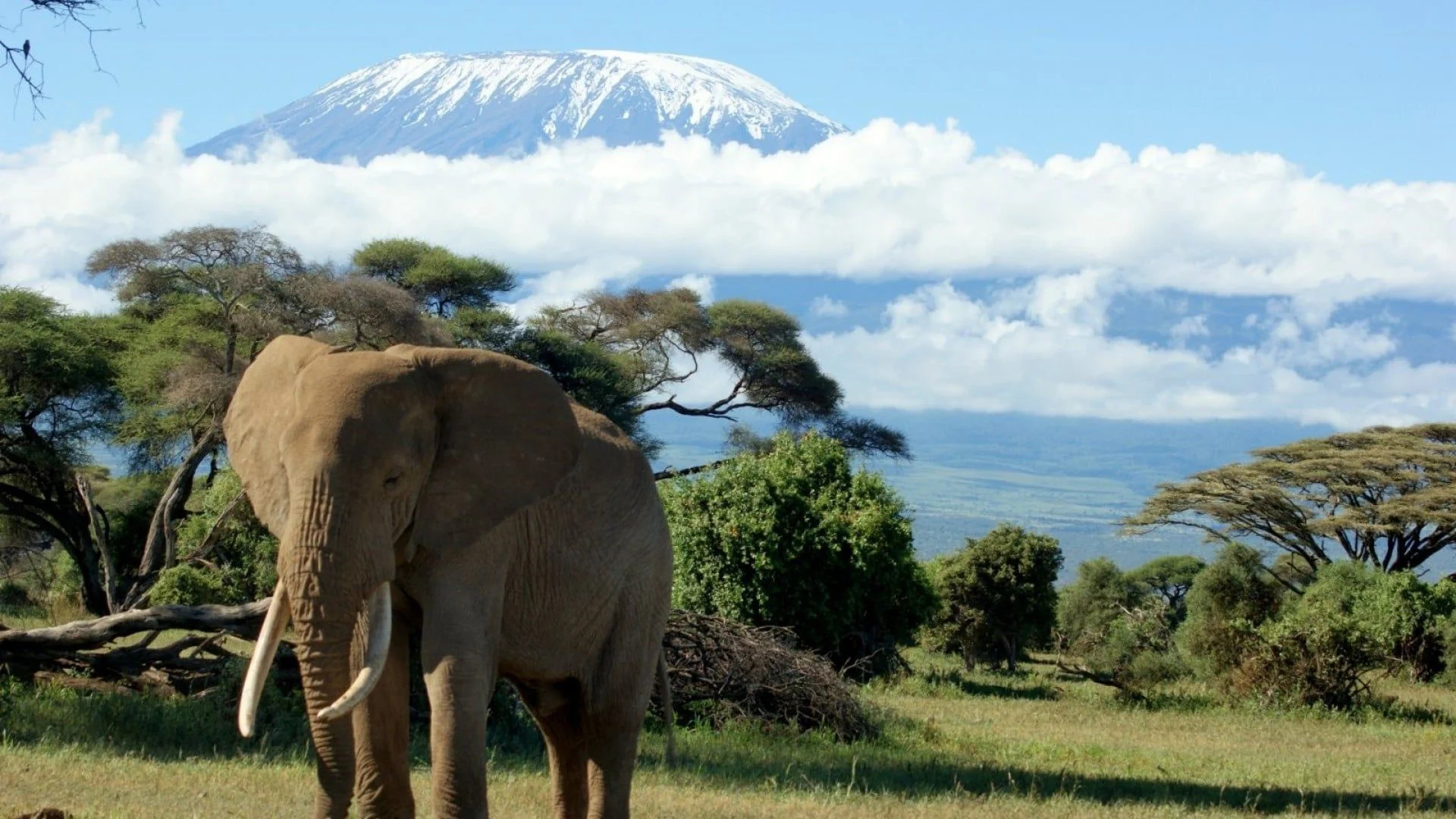 Mount Kilimanjaro, Majestic wallpapers, Iconic peak, Nature's masterpiece, 1920x1080 Full HD Desktop