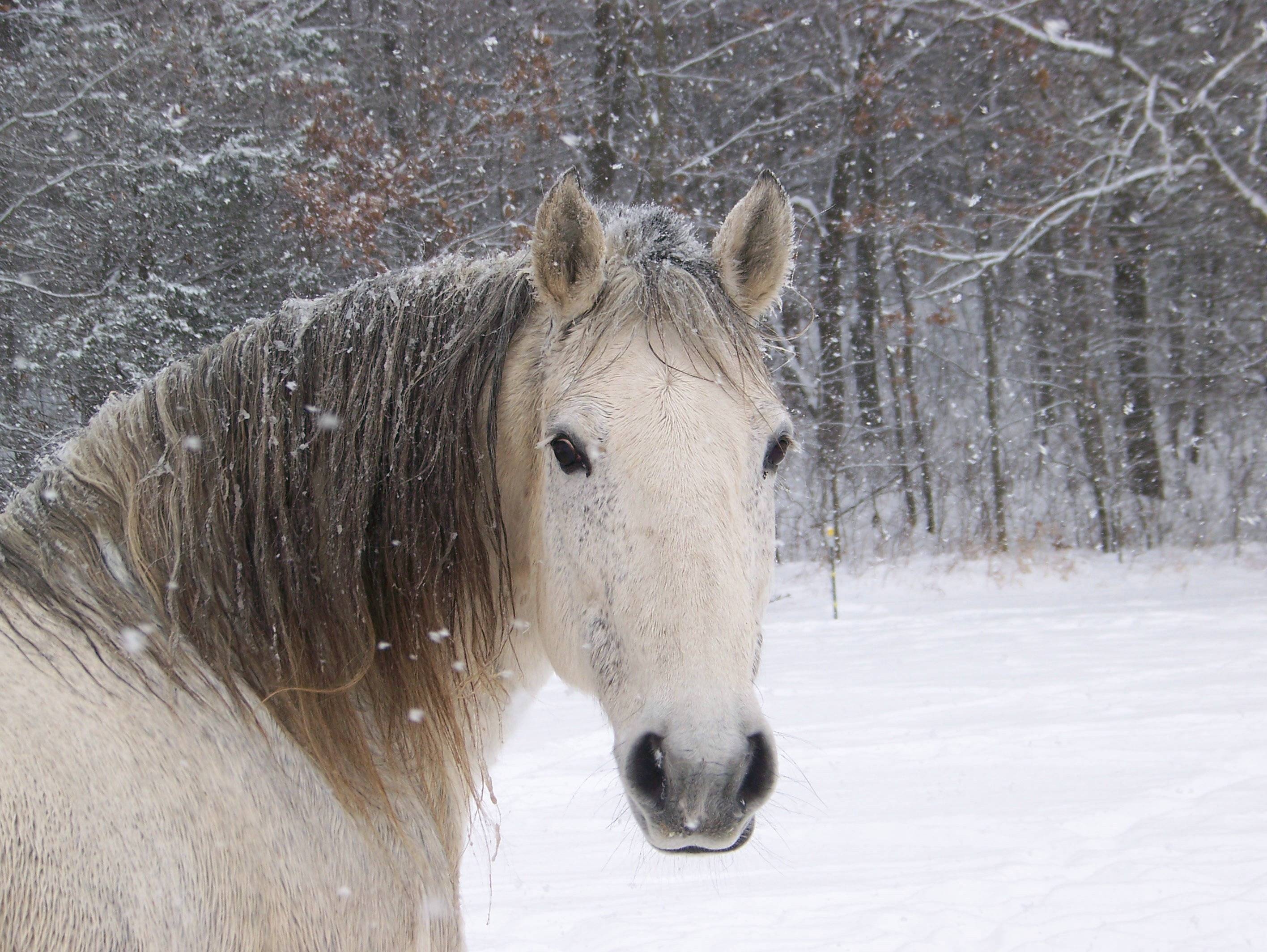 Horses in the snow, Equestrian beauty, Majestic stallions, Winter landscapes, 2840x2130 HD Desktop