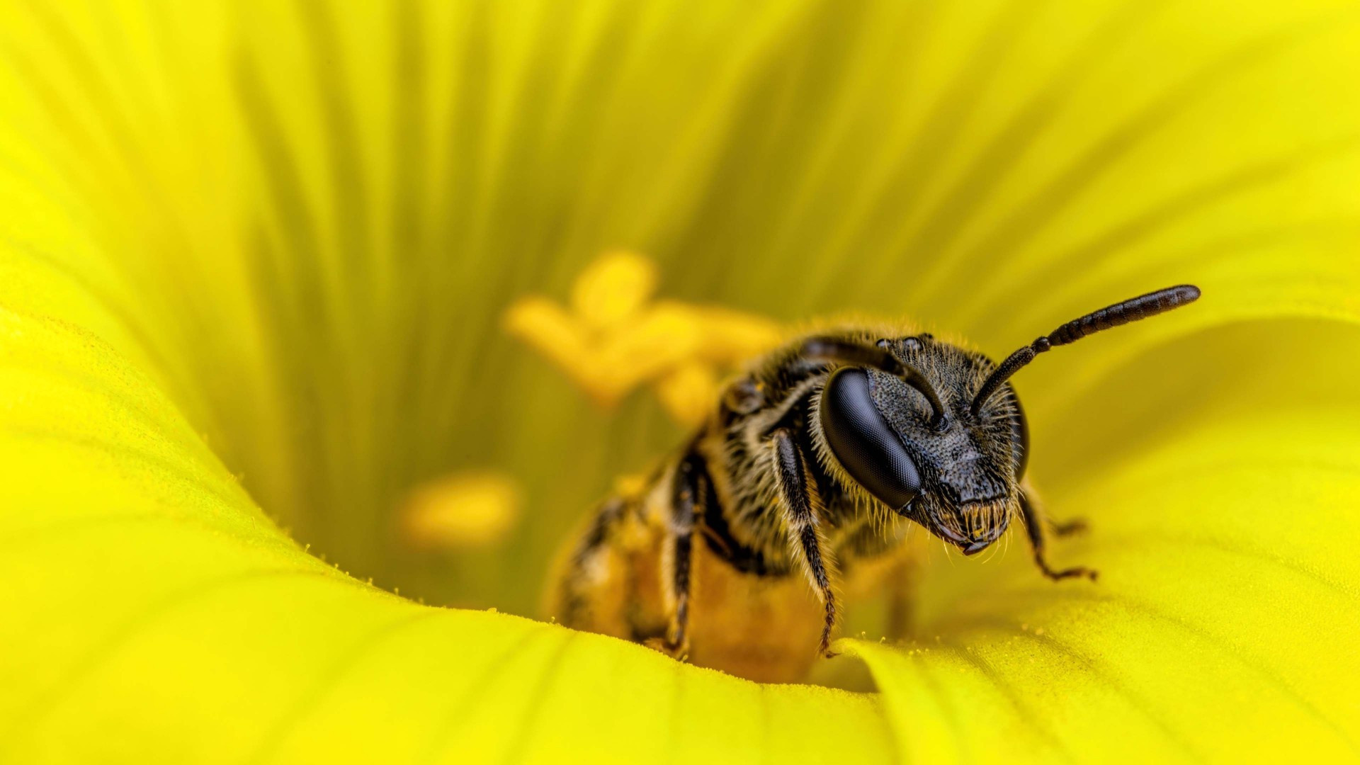 Bee: Pollination, The hairs all over the bees' body attract pollen grains through electrostatic forces. 1920x1080 Full HD Wallpaper.
