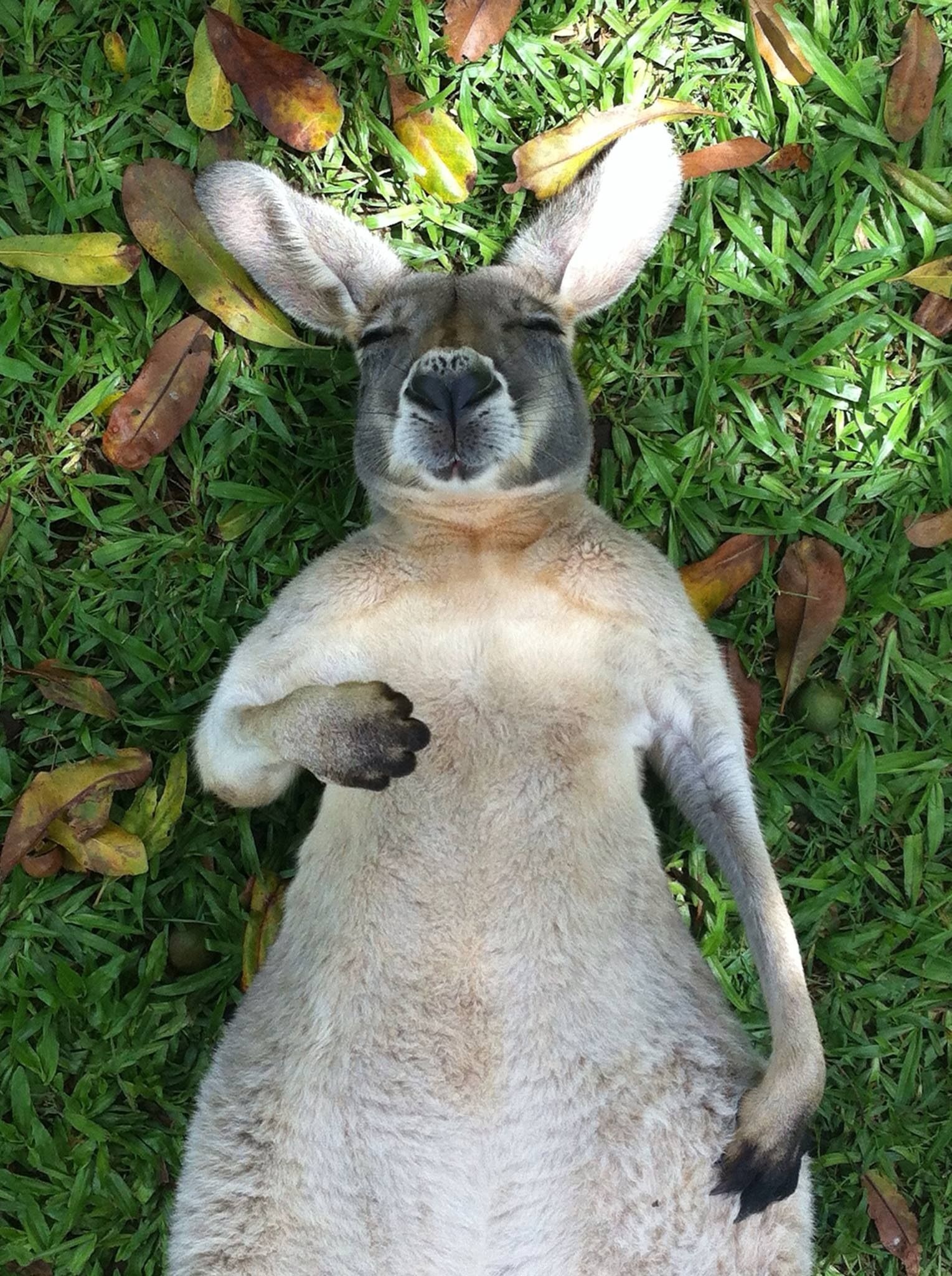 Sleeping kangaroo, Cute animals, Animals friends, Animals, 1530x2050 HD Phone