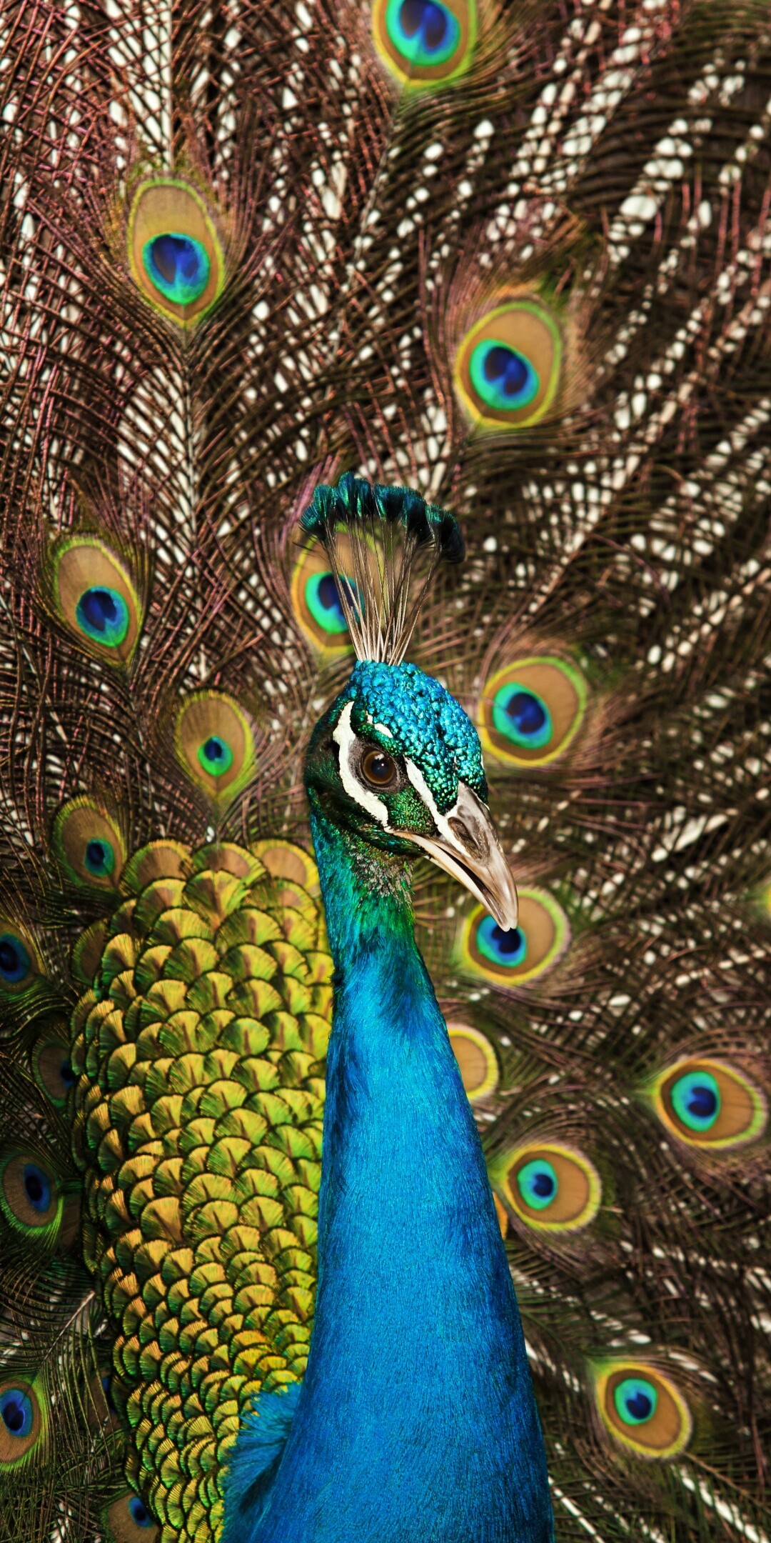 Peacock: Indian national bird, Peafowl train, Animals. 1080x2160 HD Background.