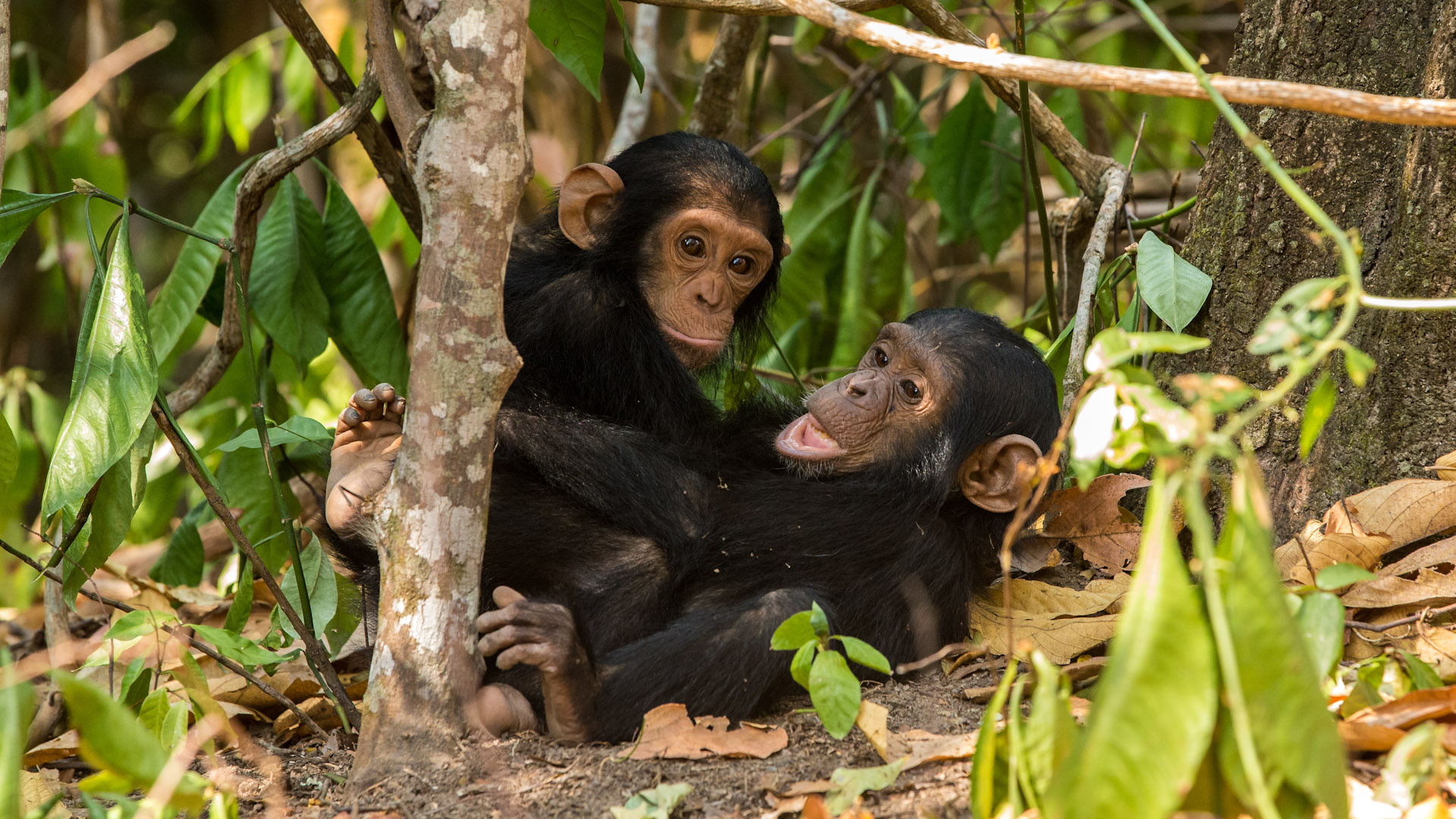 Chimpanzee safaris, Primate encounters, Wildlife exploration, 1920x1080 Full HD Desktop