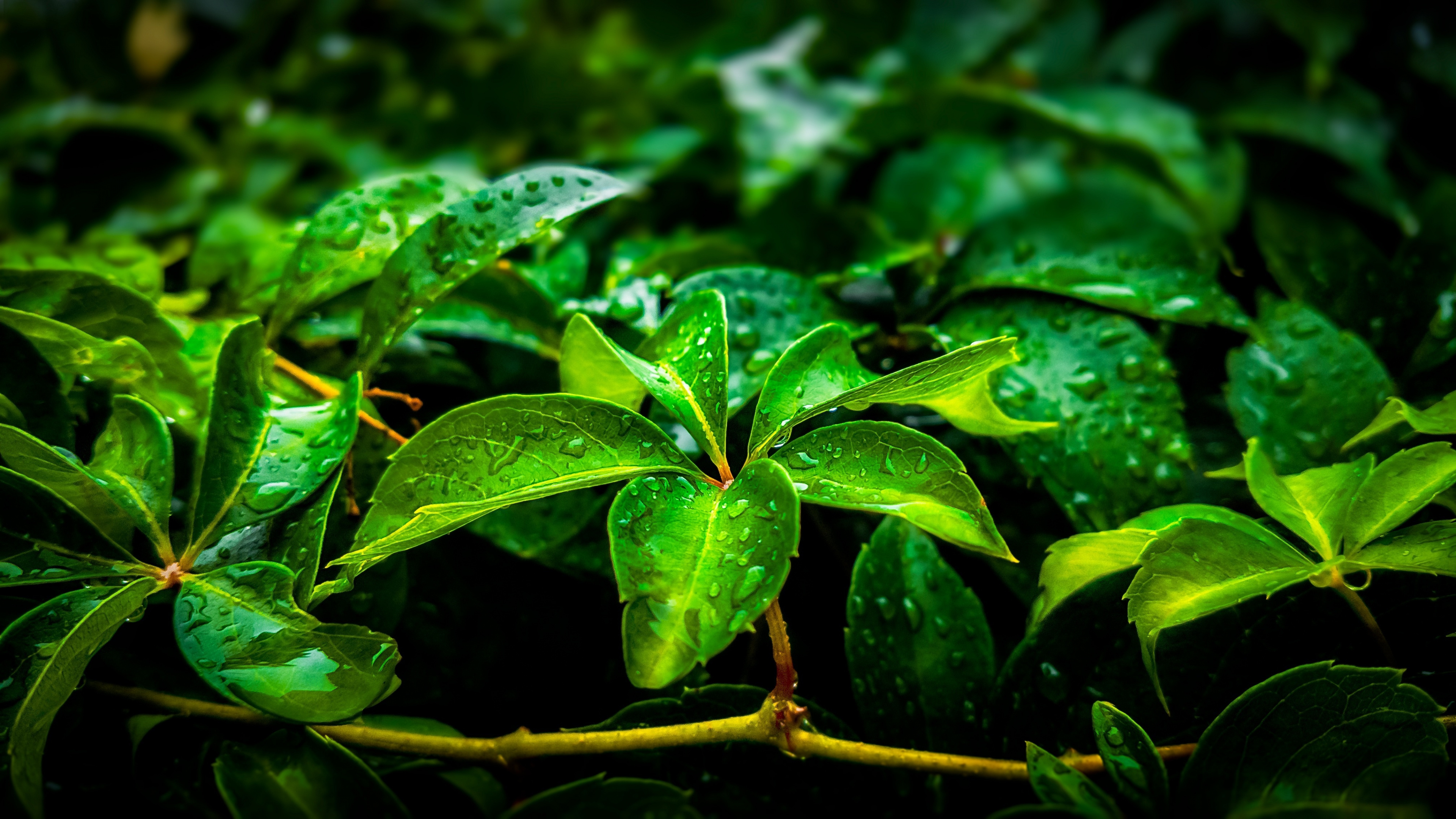 Green Leaf: The most important organs of most vascular plants are covered with raindrops. 3840x2160 4K Background.