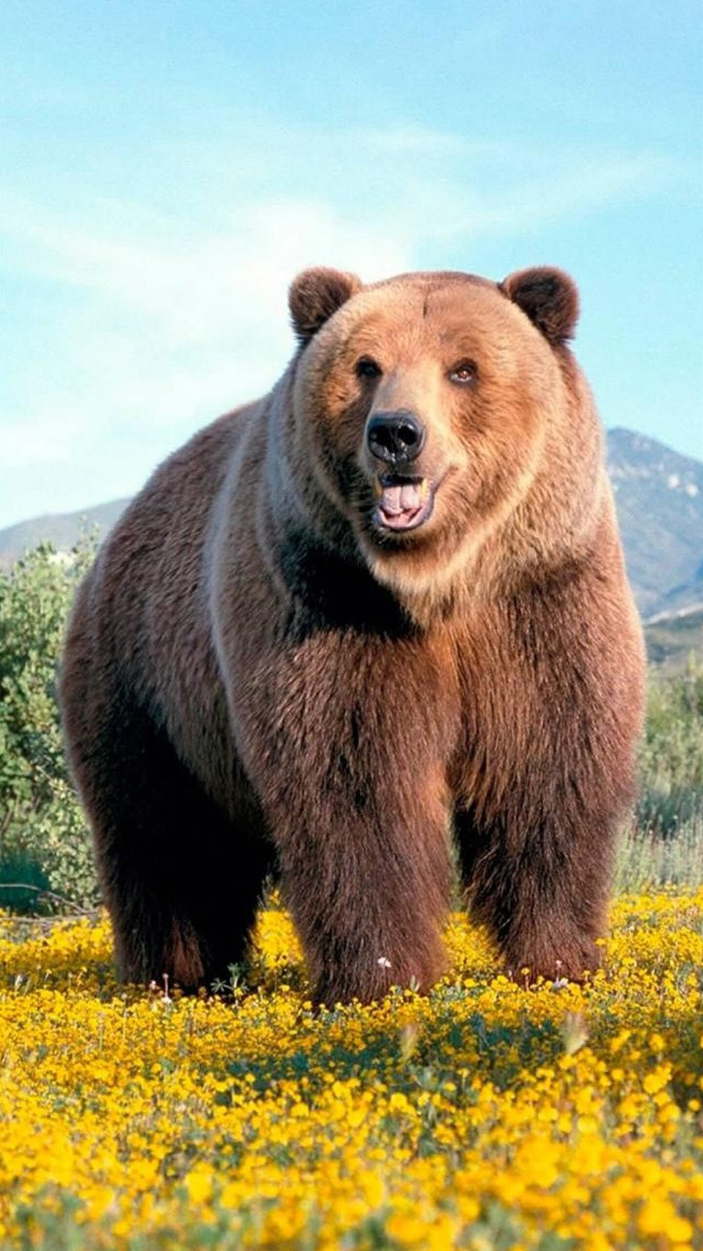 Bear: Carnivoran mammals, Eight different species. 1440x2560 HD Wallpaper.
