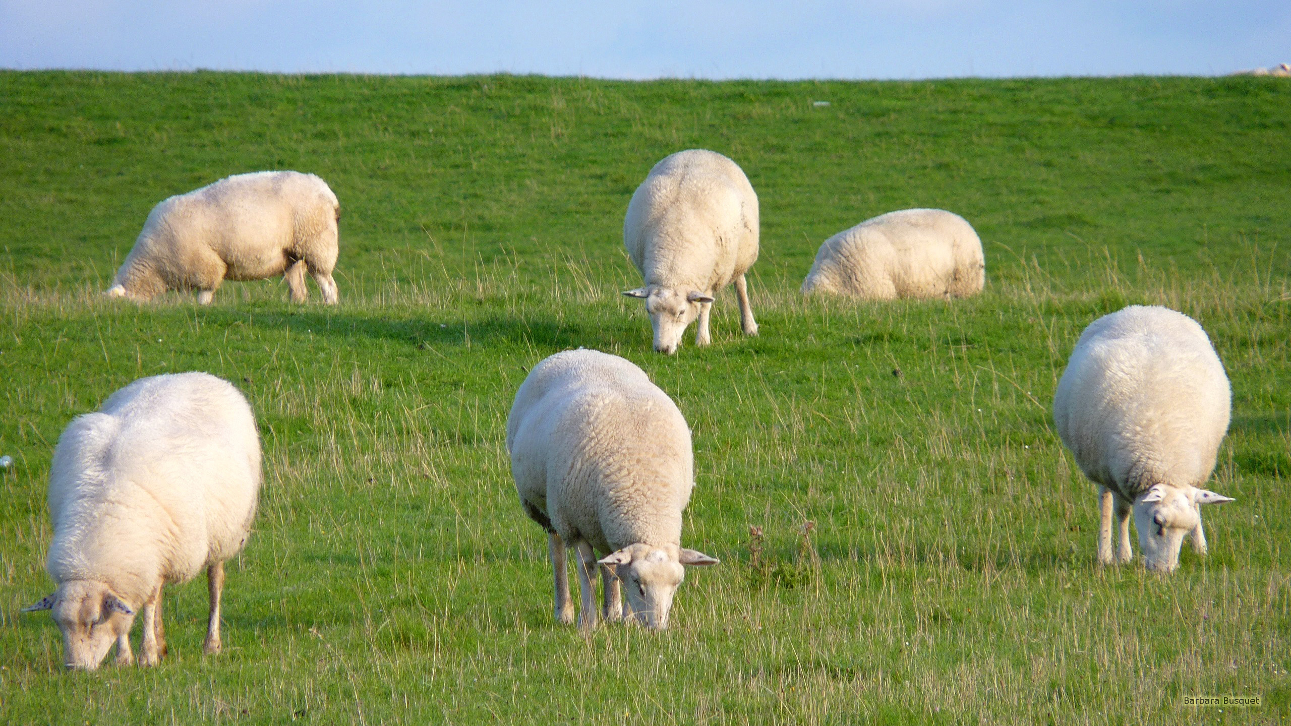 Sheep desktop backgrounds, HD wallpapers, Perfect for personalization, Barbara's HD collection, 2560x1440 HD Desktop