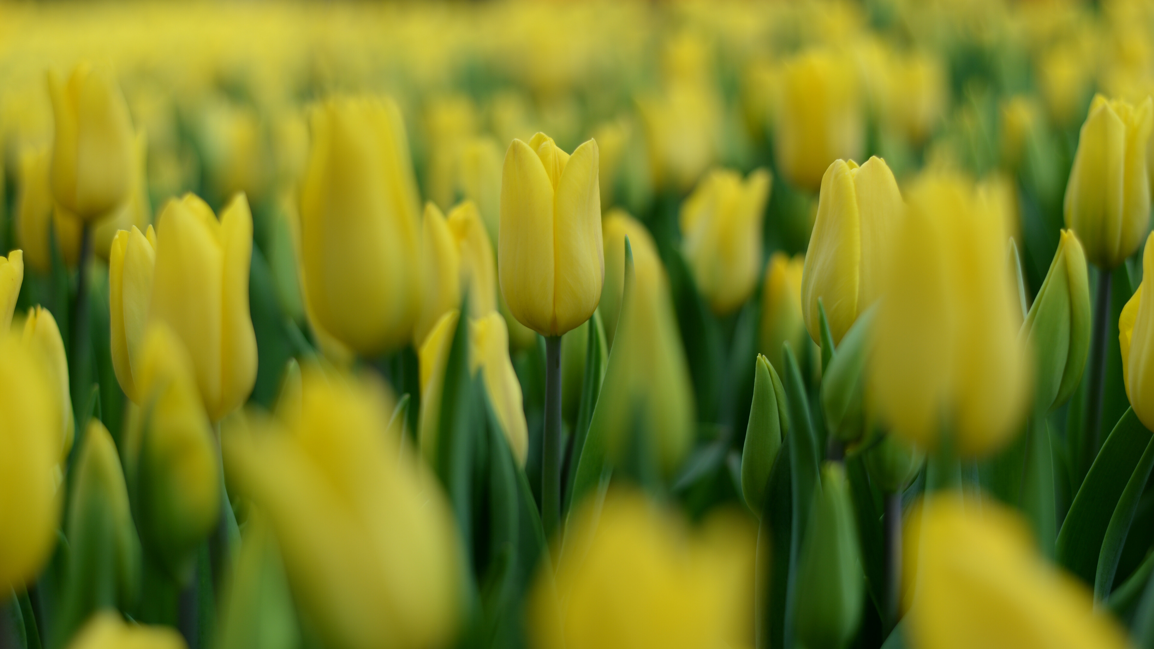 Tulip: Tulips originally were found in a band stretching from Southern Europe to Central Asia, but since the seventeenth century have become widely naturalised and cultivated. 3840x2160 4K Wallpaper.