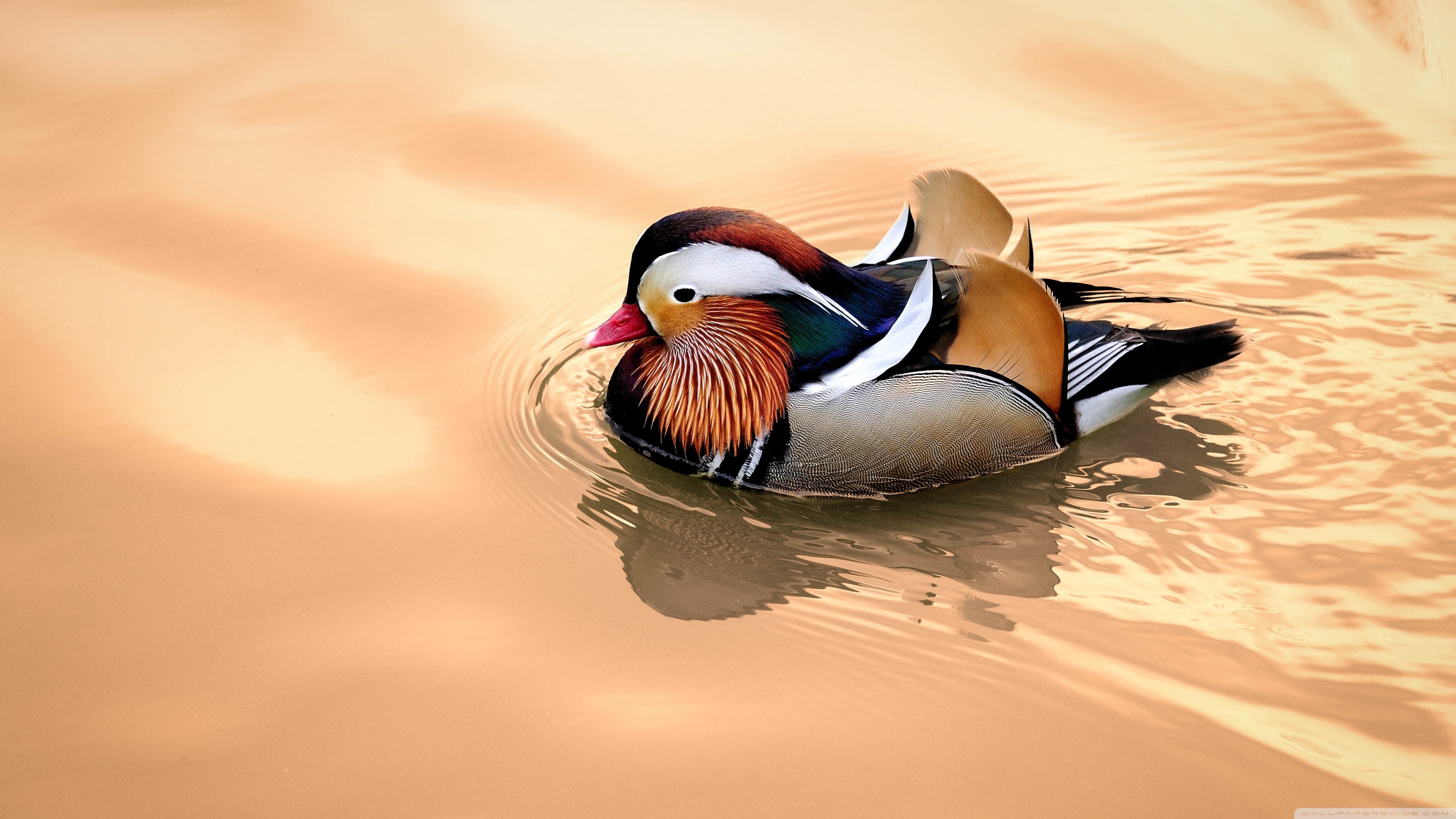 Exquisite mandarin duck, Top free backgrounds, Marvelous feathers, Captivating plumage, 3560x2000 HD Desktop