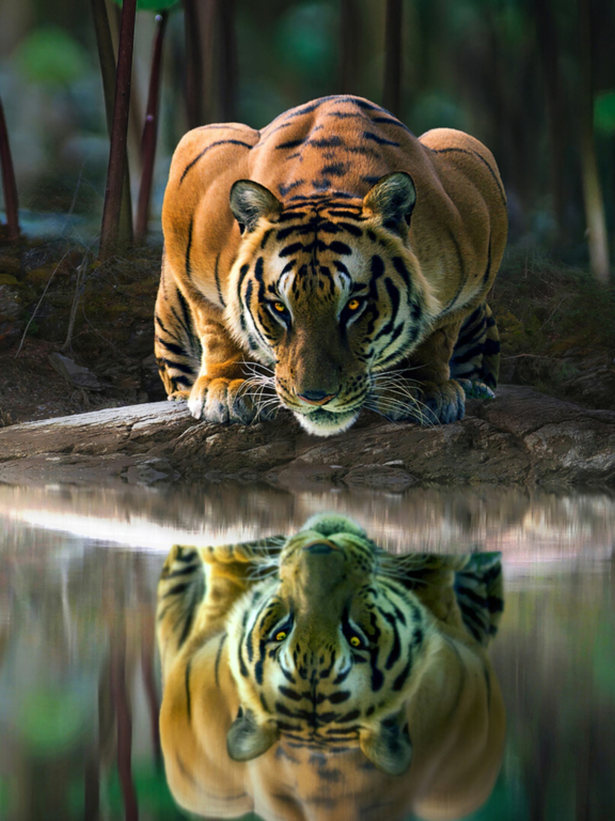 Tiger: A tiger's coat pattern is still visible when it is shaved. 2050x2740 HD Wallpaper.