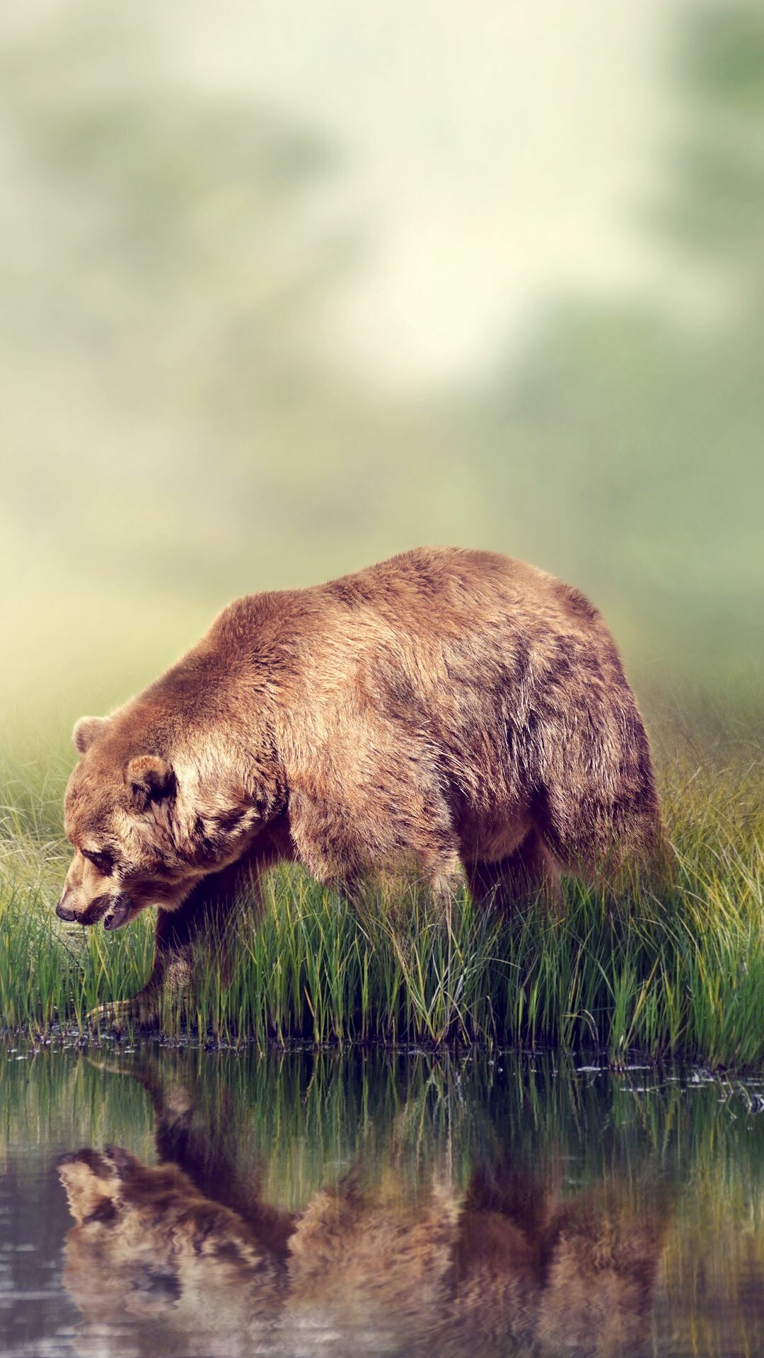 Bear: Carnivoran mammals of the family Ursidae. 1080x1920 Full HD Background.