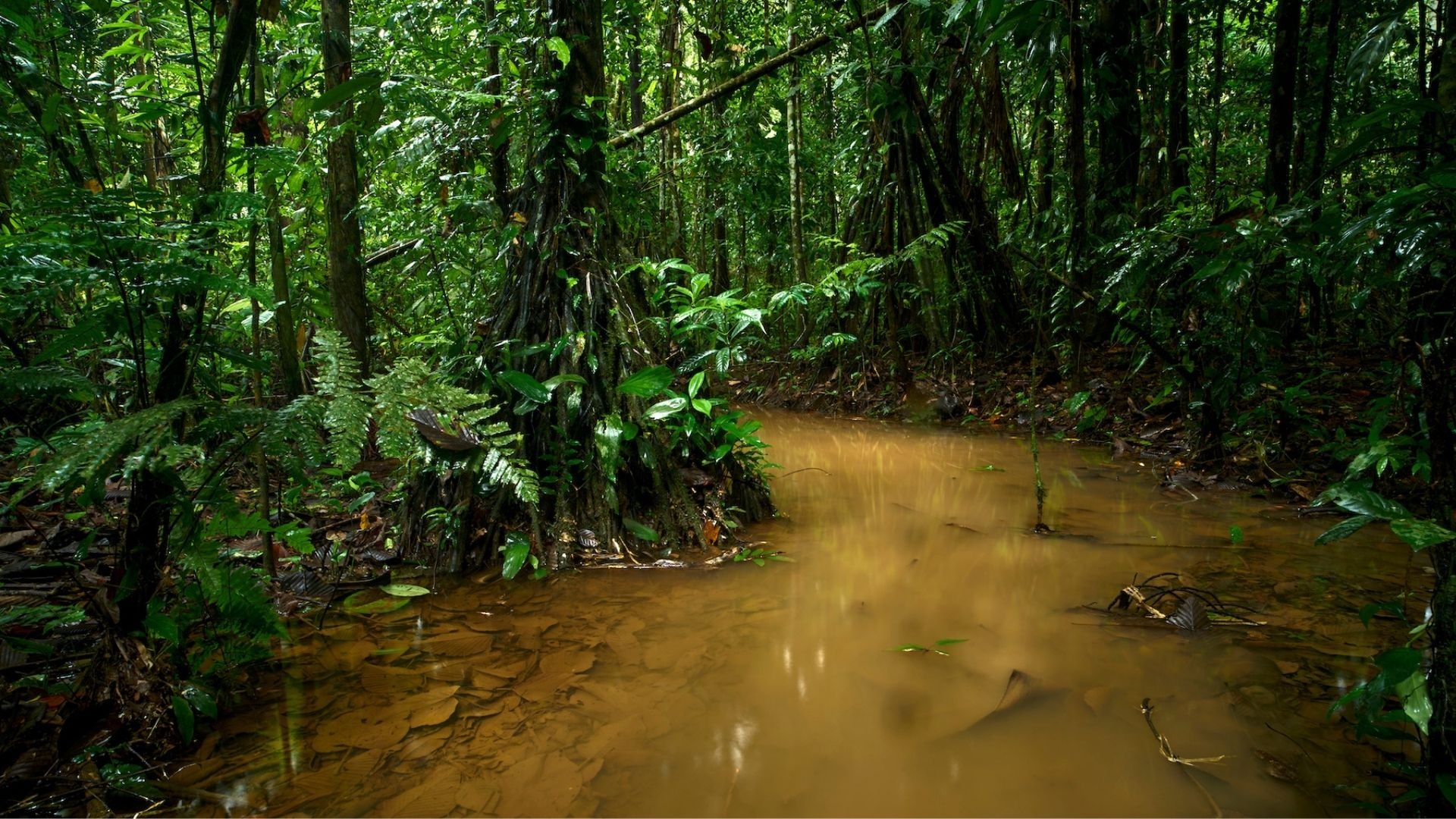 Shining rainforest, Rainy season allure, Rainforest expeditions, Natural harmony, 1920x1080 Full HD Desktop