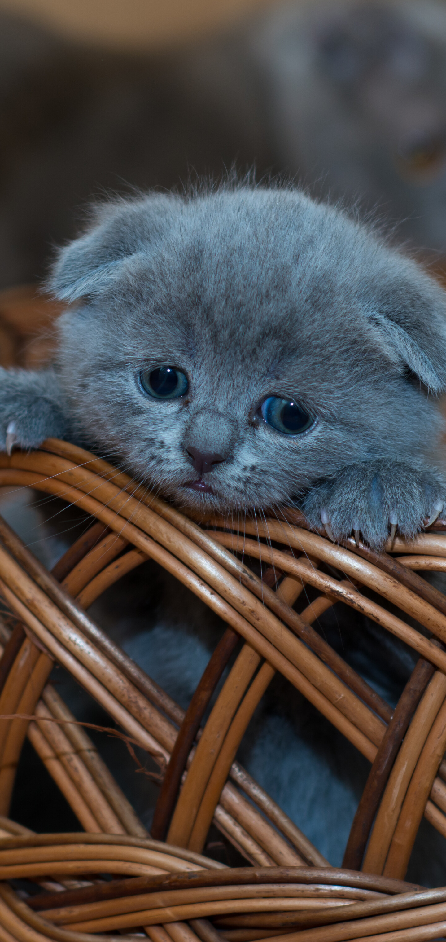 Scottish Fold: Folds receive high marks for playfulness, grooming, and intelligence. 1440x3040 HD Wallpaper.