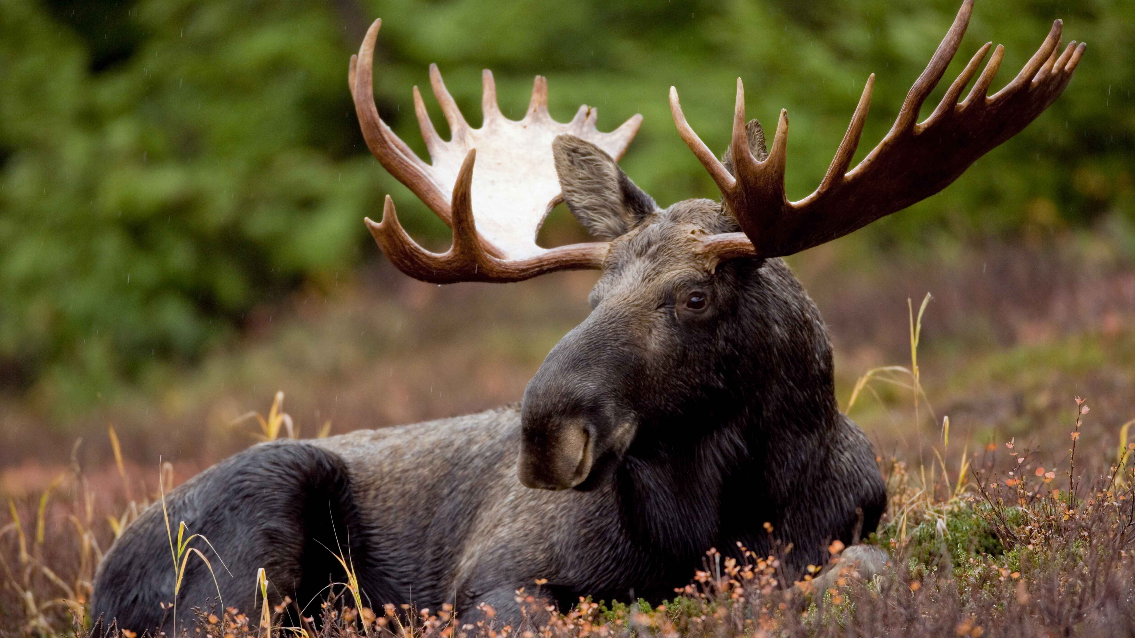 Majestic moose, High-resolution beauty, Digital excellence, Wallpaper bliss, 3840x2160 4K Desktop
