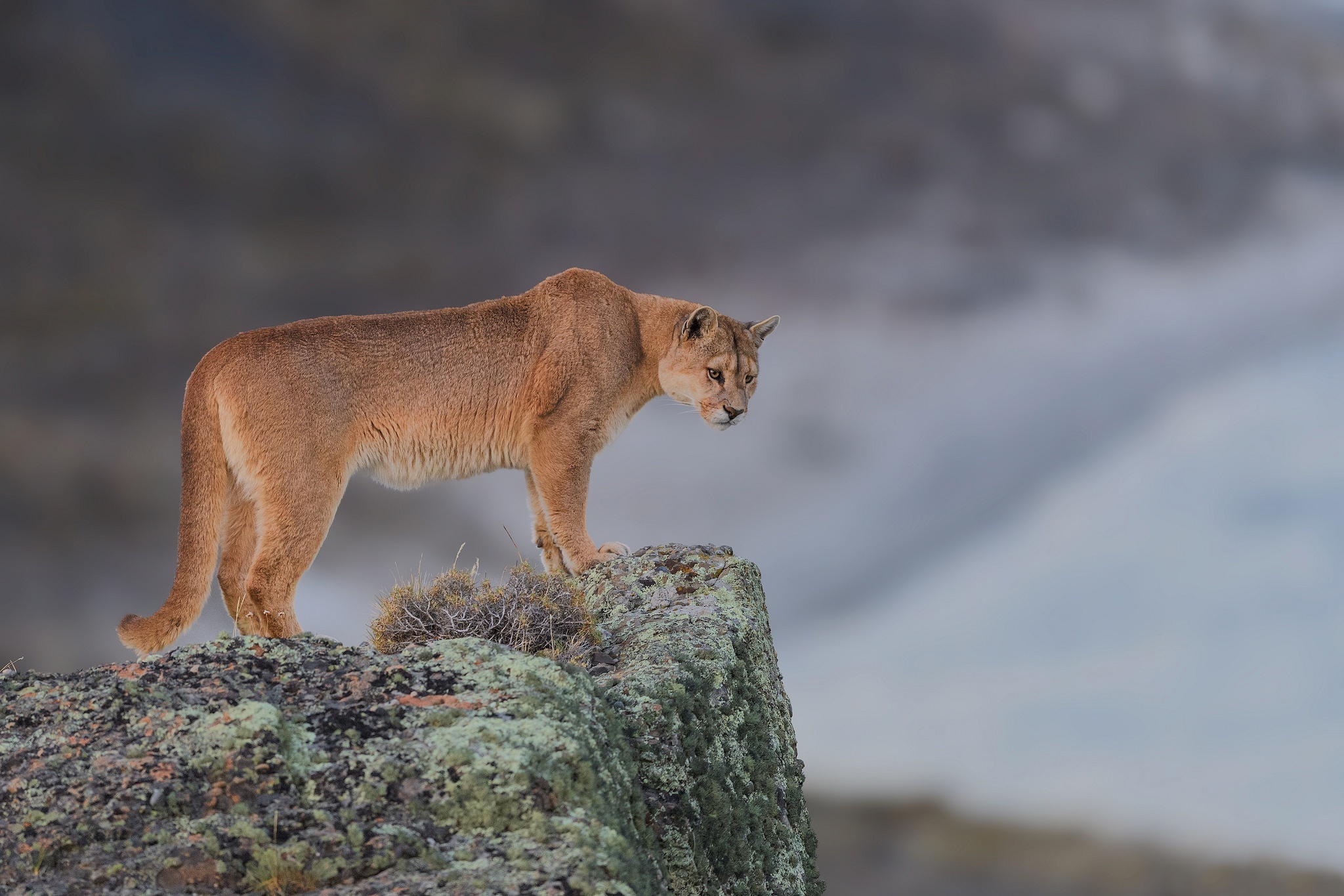 Cougar, Fierce hunter, Captivating beauty, Wild landscapes, 2050x1370 HD Desktop