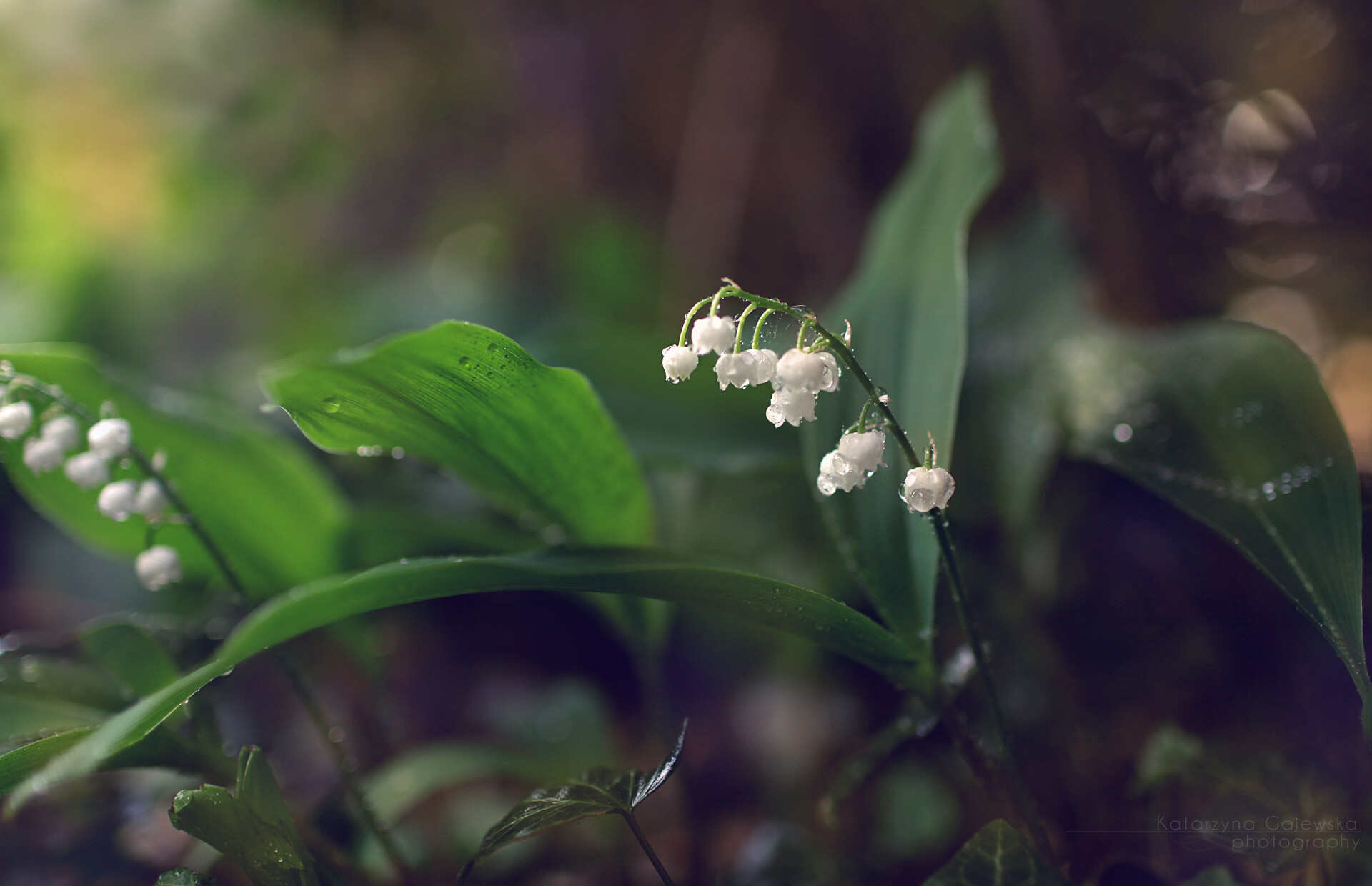 Lily of the Valley: Charming, sweetly scented, and highly poisonous flower, May bells. 1920x1240 HD Background.