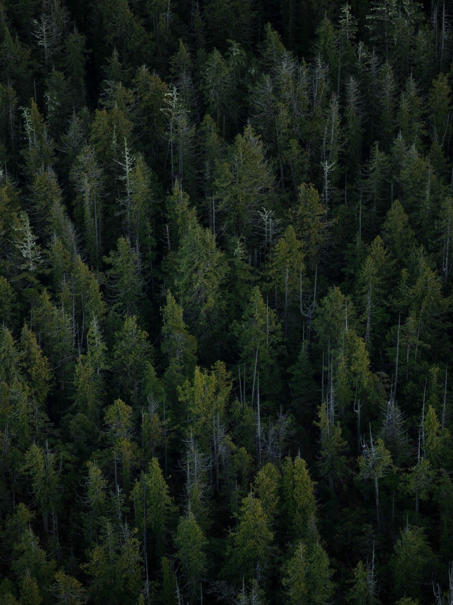 Forest: Converts carbon dioxide into oxygen and biomass, Green earth. 1540x2050 HD Wallpaper.