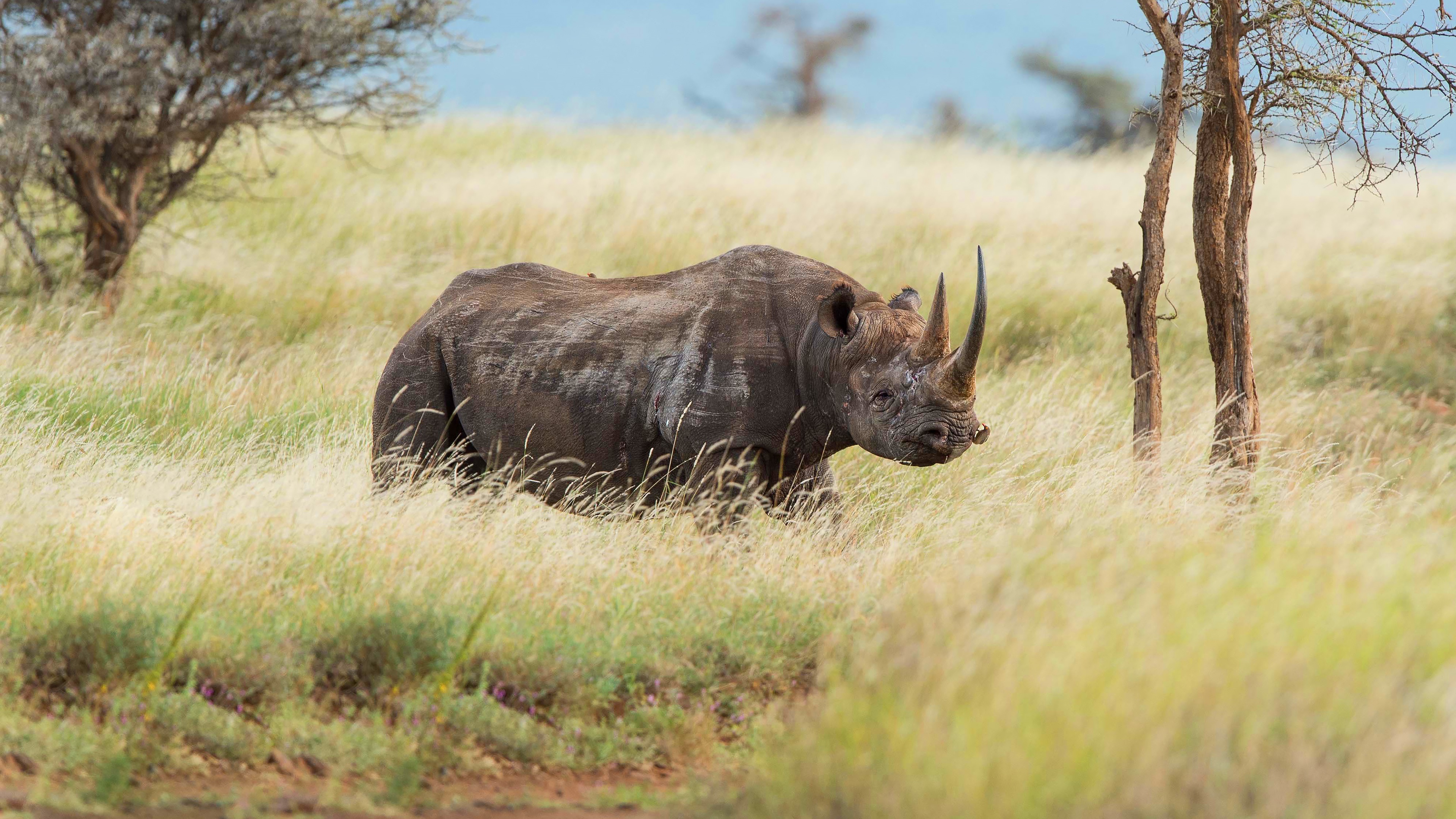 Grass and rhino wallpaper, Rhino in African landscape, Scenic nature backdrop, Rhino amidst vegetation, 3840x2160 4K Desktop