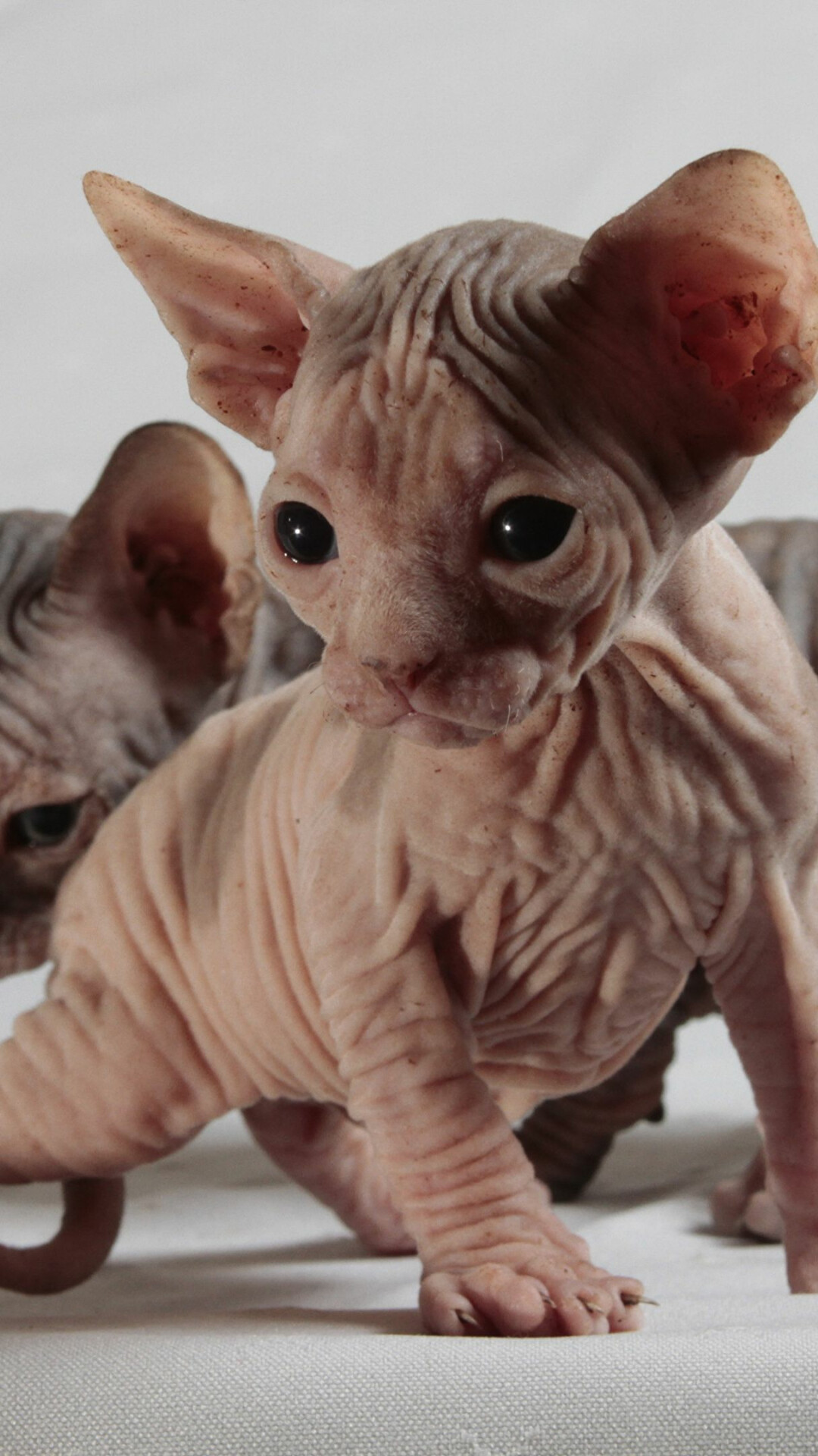 Sphynx: A medium-sized cat distinctively known for its bald, wrinkly skin. 1080x1920 Full HD Background.